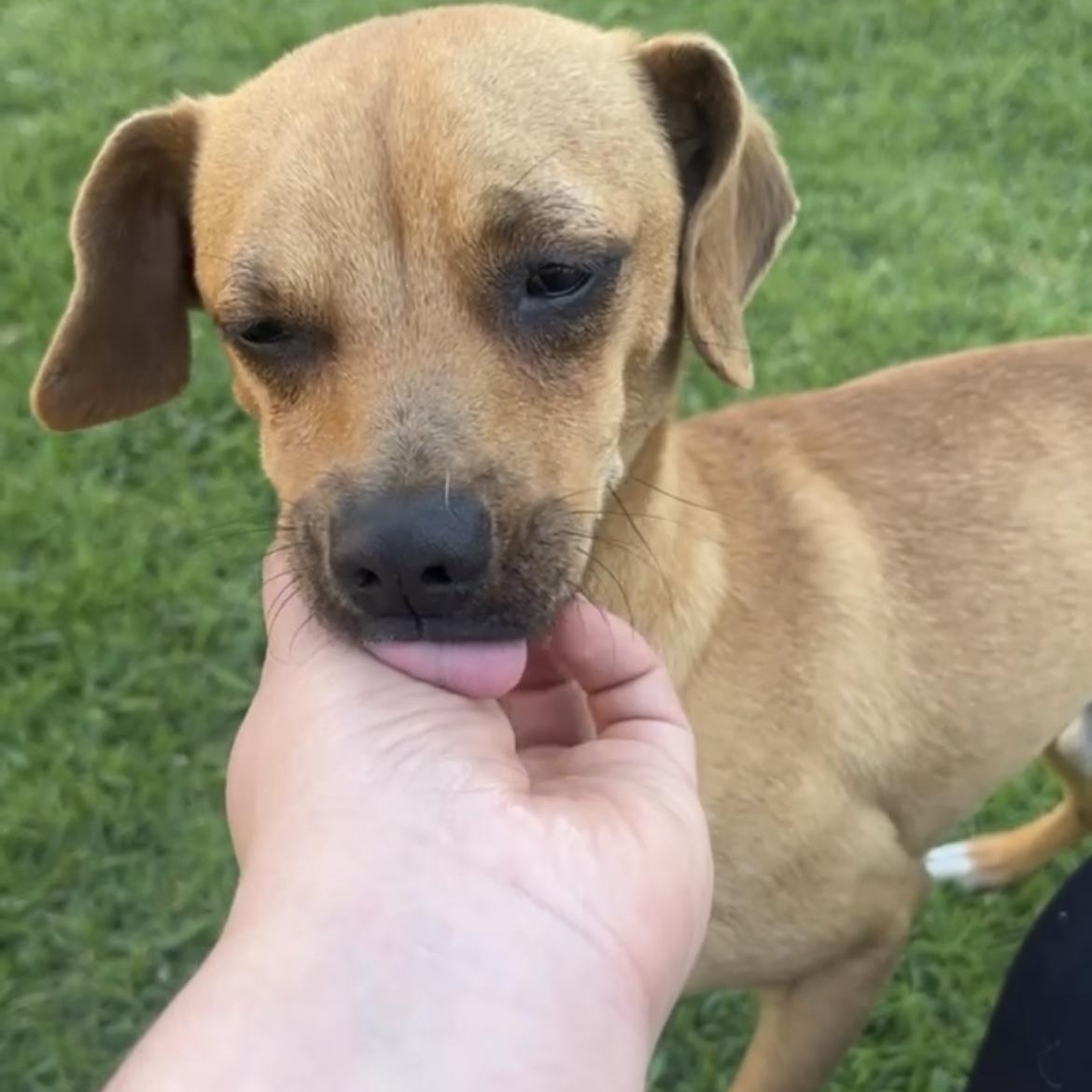 Gary, adopted, Young Male Chiweenie.