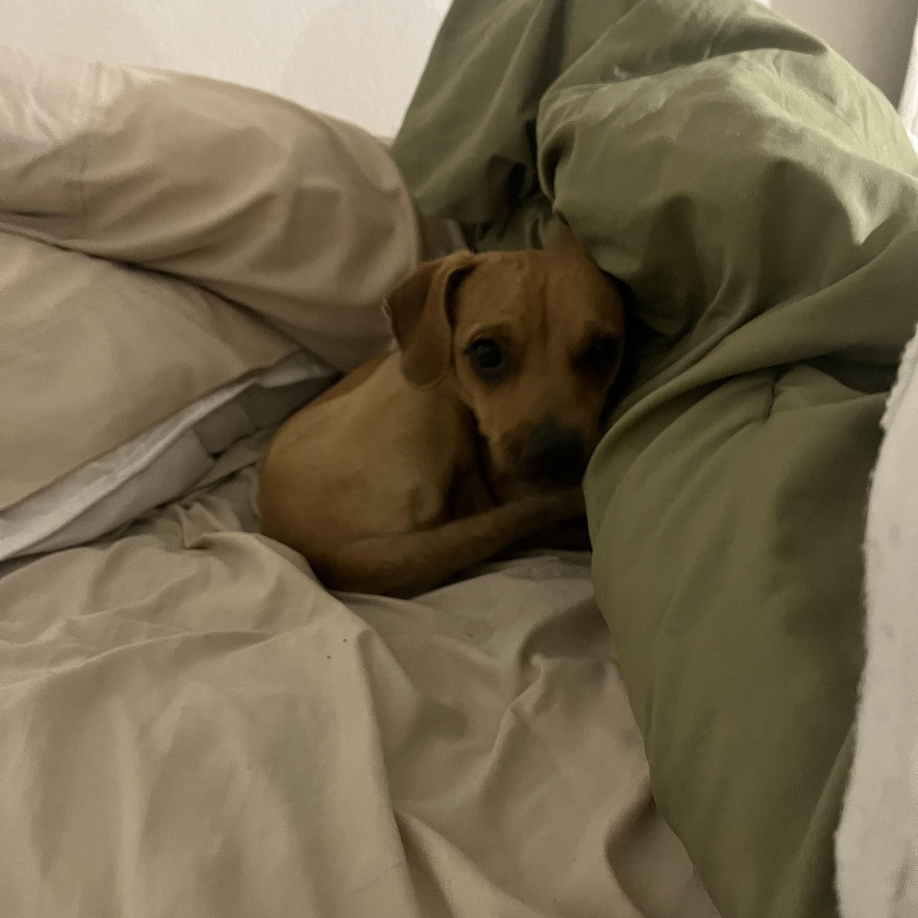 Enlarge Gary, an adopted mixed breed in Murrieta, CA image 2/4