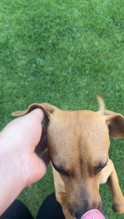 Enlarge Gary, an adopted mixed breed in Murrieta, CA video 4/4