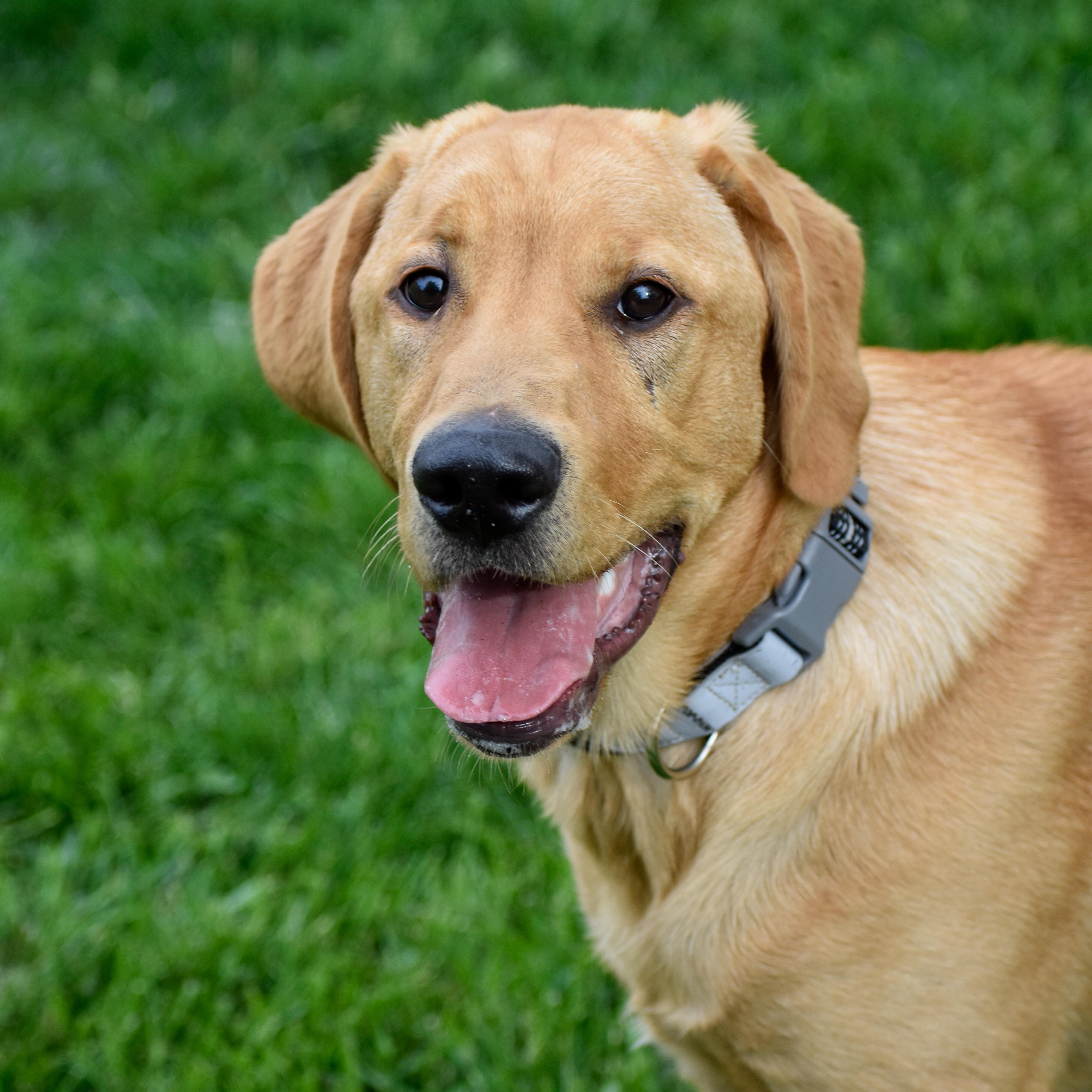 Enlarge Leo, a ADOPTABLE Yellow Labrador Retriever in Indianapolis, IN image 5/6