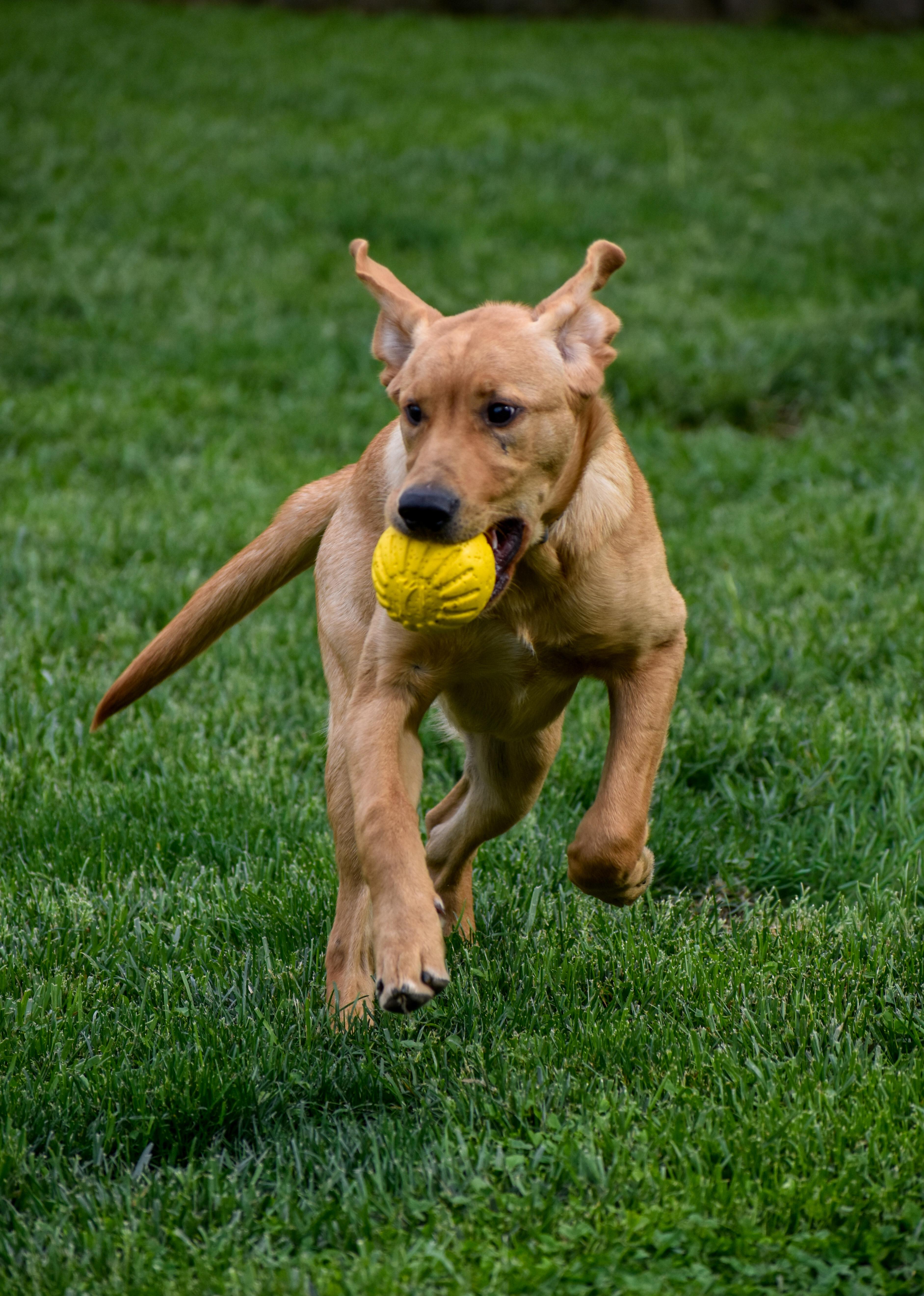 Enlarge Leo, a ADOPTABLE Yellow Labrador Retriever in Indianapolis, IN image 3/6