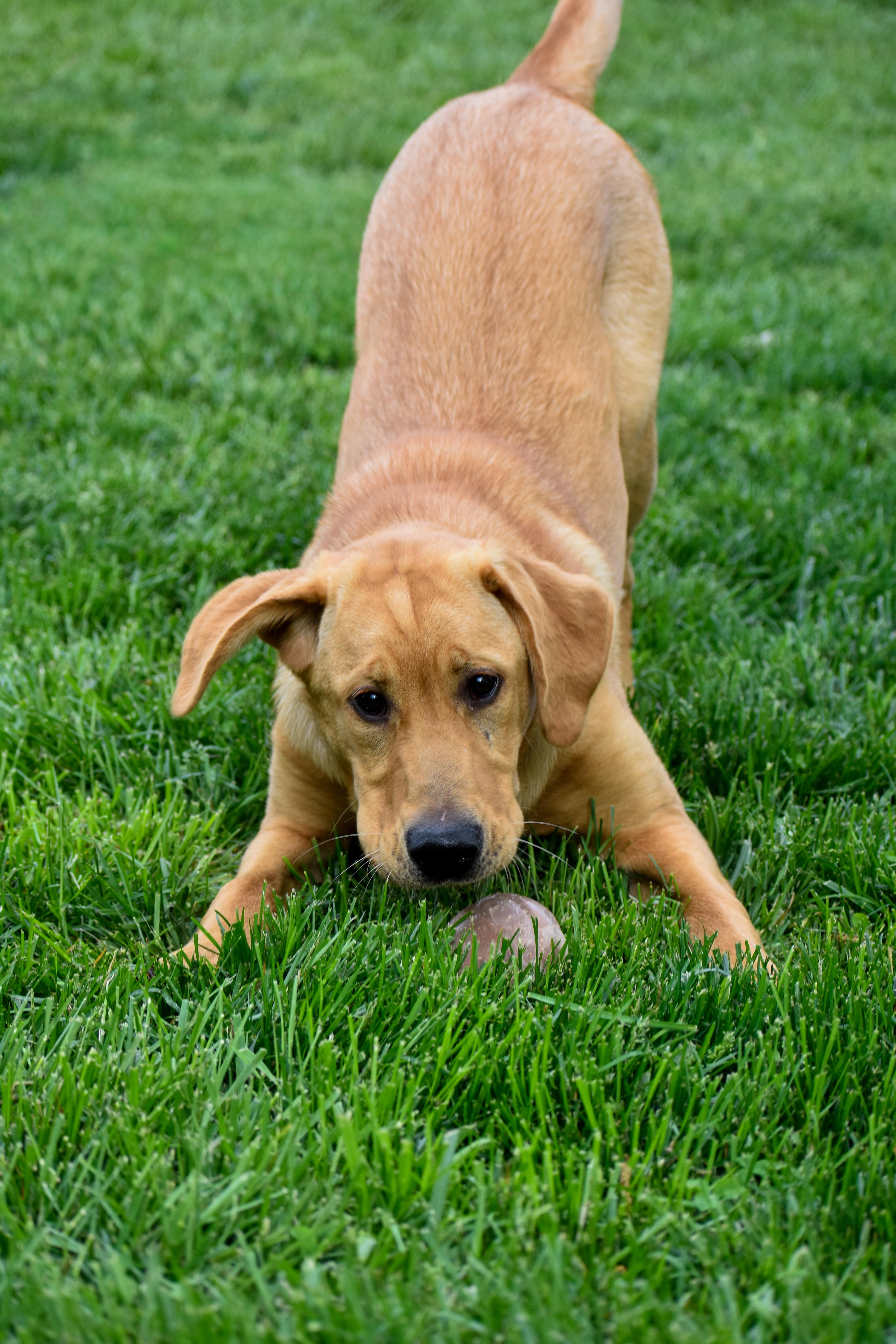 Enlarge Leo, a ADOPTABLE Yellow Labrador Retriever in Indianapolis, IN image 4/6