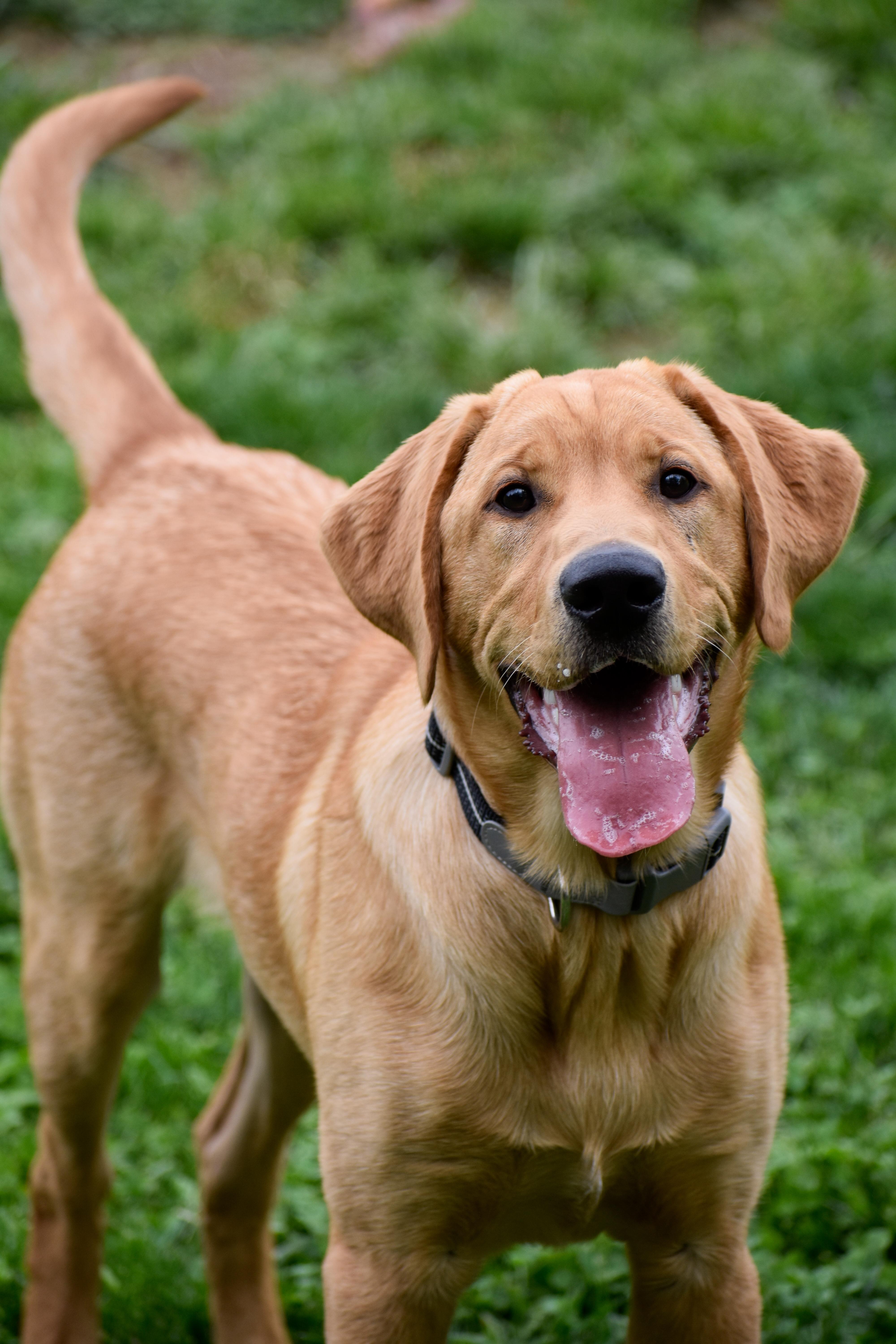 Leo, ADOPTABLE, Young Male Yellow Labrador Retriever.