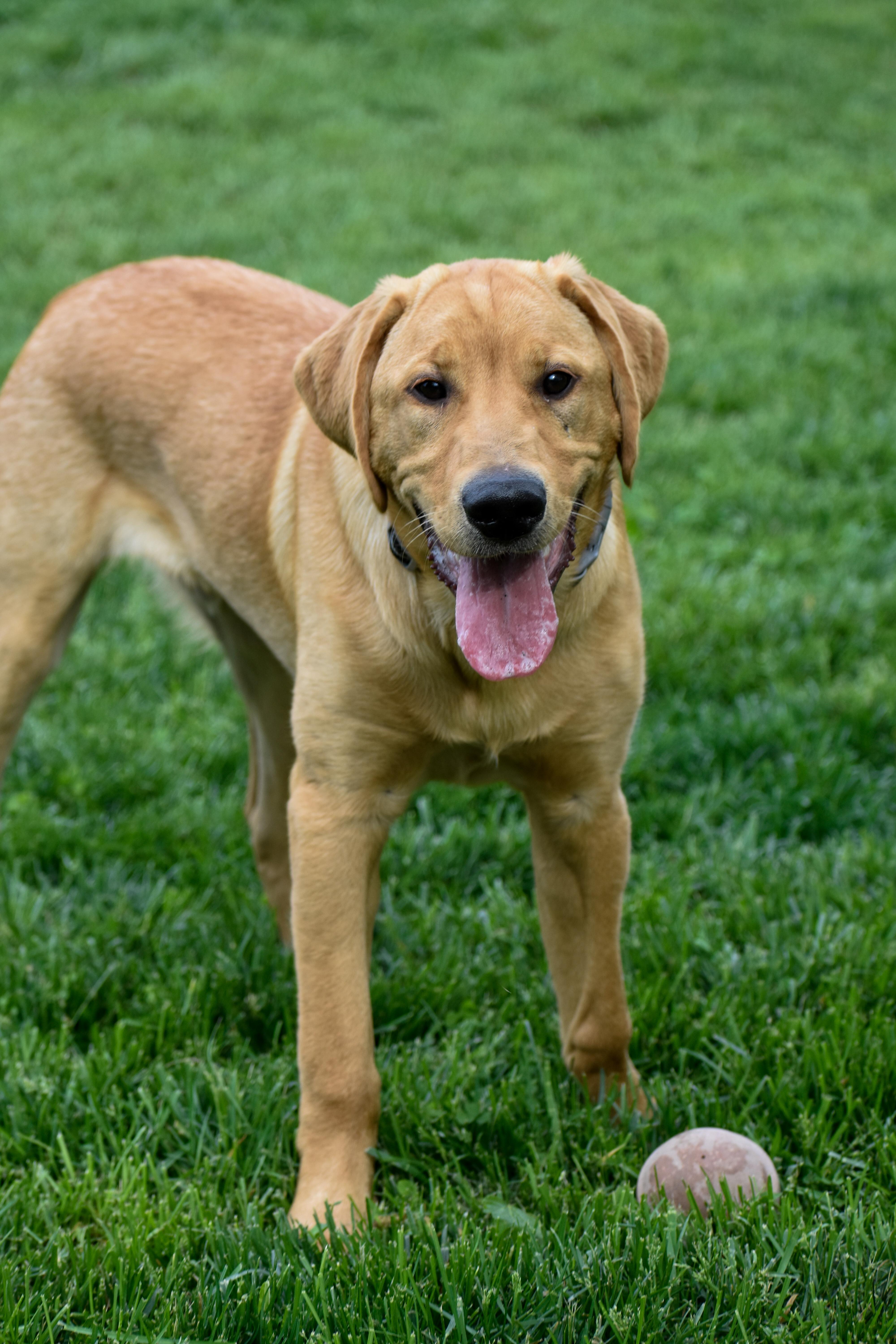Enlarge Leo, a ADOPTABLE Yellow Labrador Retriever in Indianapolis, IN image 2/6