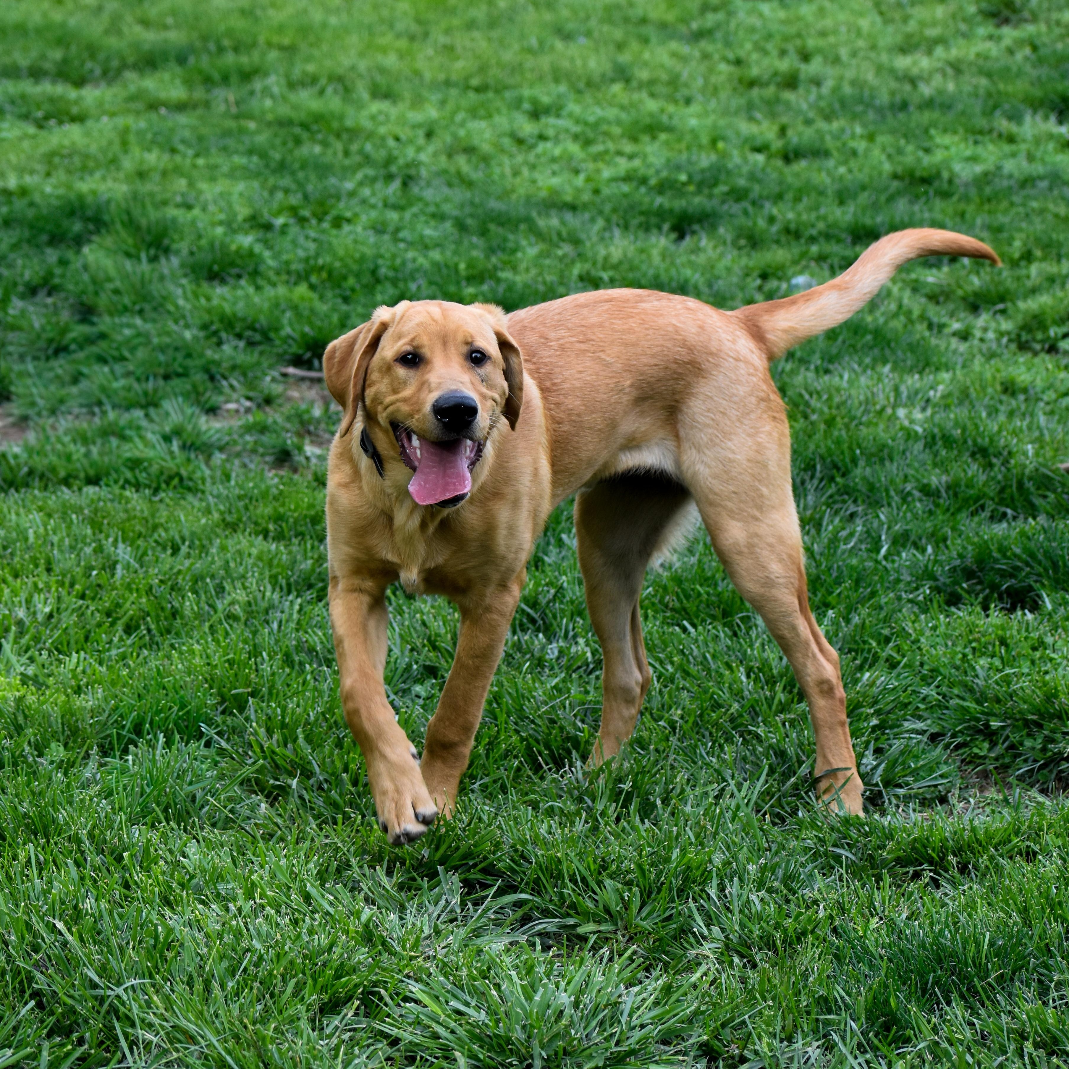 Enlarge Leo, a ADOPTABLE Yellow Labrador Retriever in Indianapolis, IN image 6/6