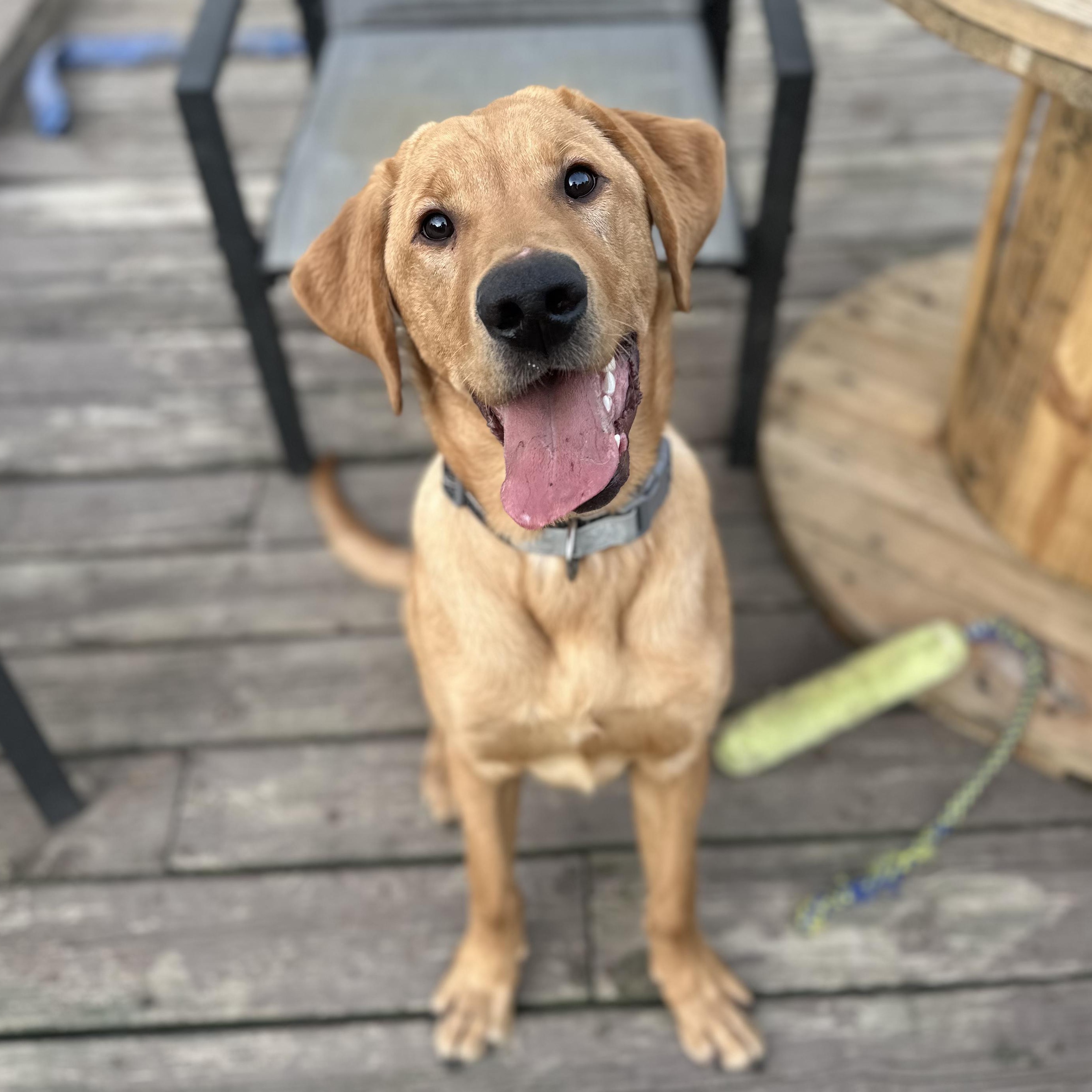 Leo, ADOPTABLE, Young Male Yellow Labrador Retriever.