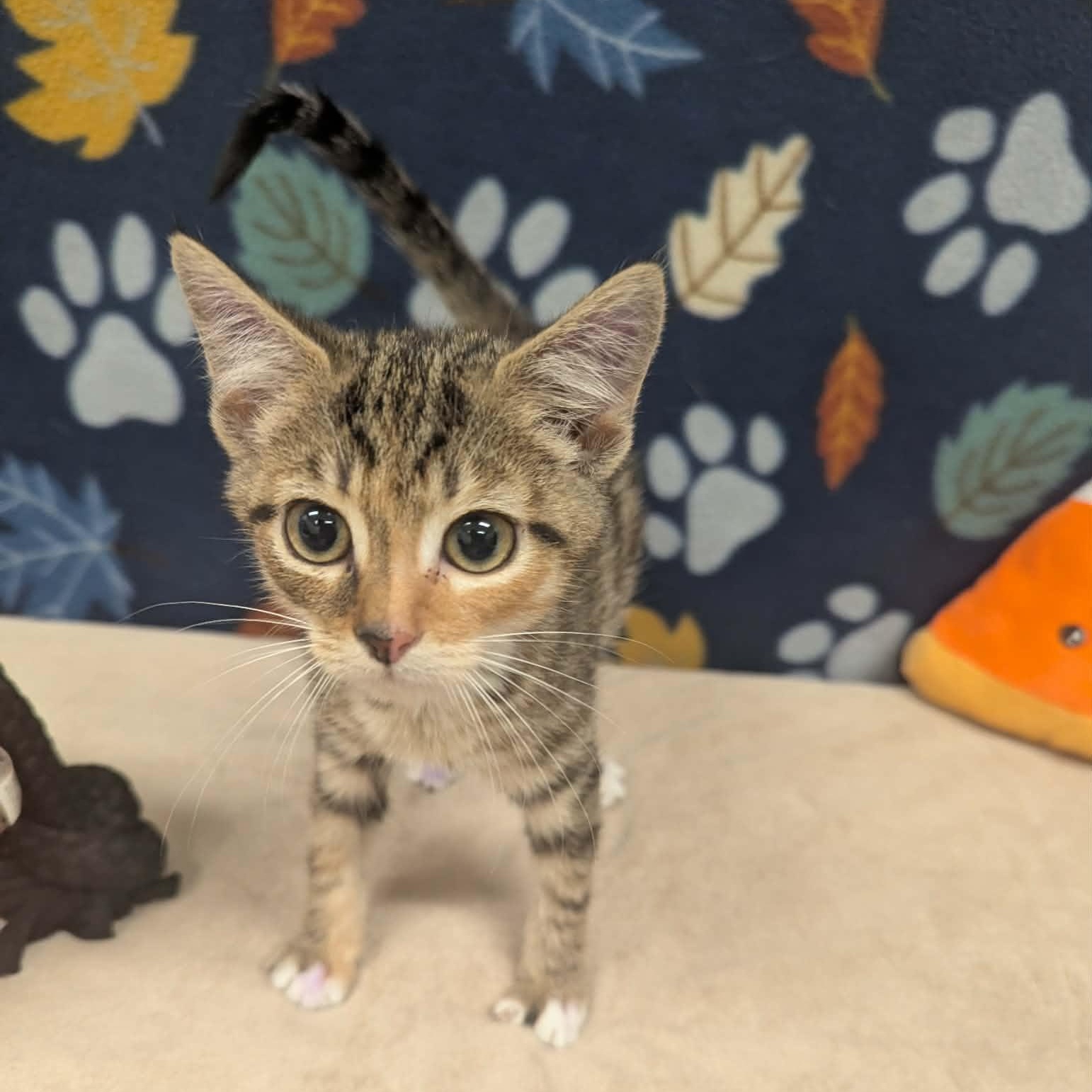 Enlarge Delta, a Adopted Domestic Short Hair in Logan, OH image 1/1