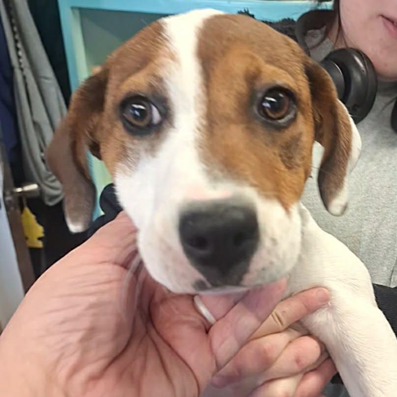 Clover, Adoptable, Young Female Beagle & Foxhound.