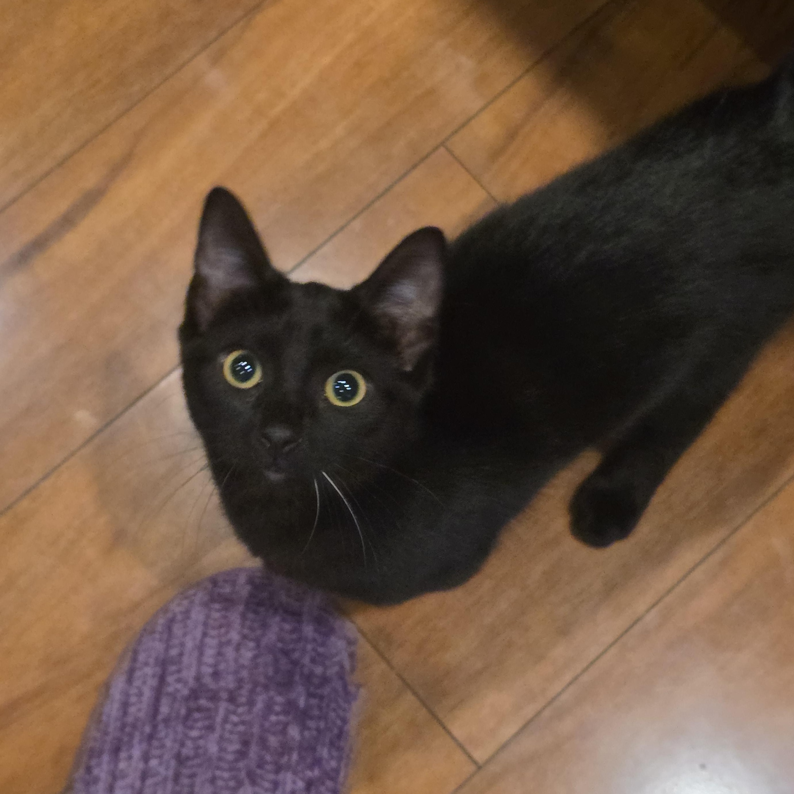 Anna Banana, Adopted, Kitten Female American Shorthair & Maine Coon.