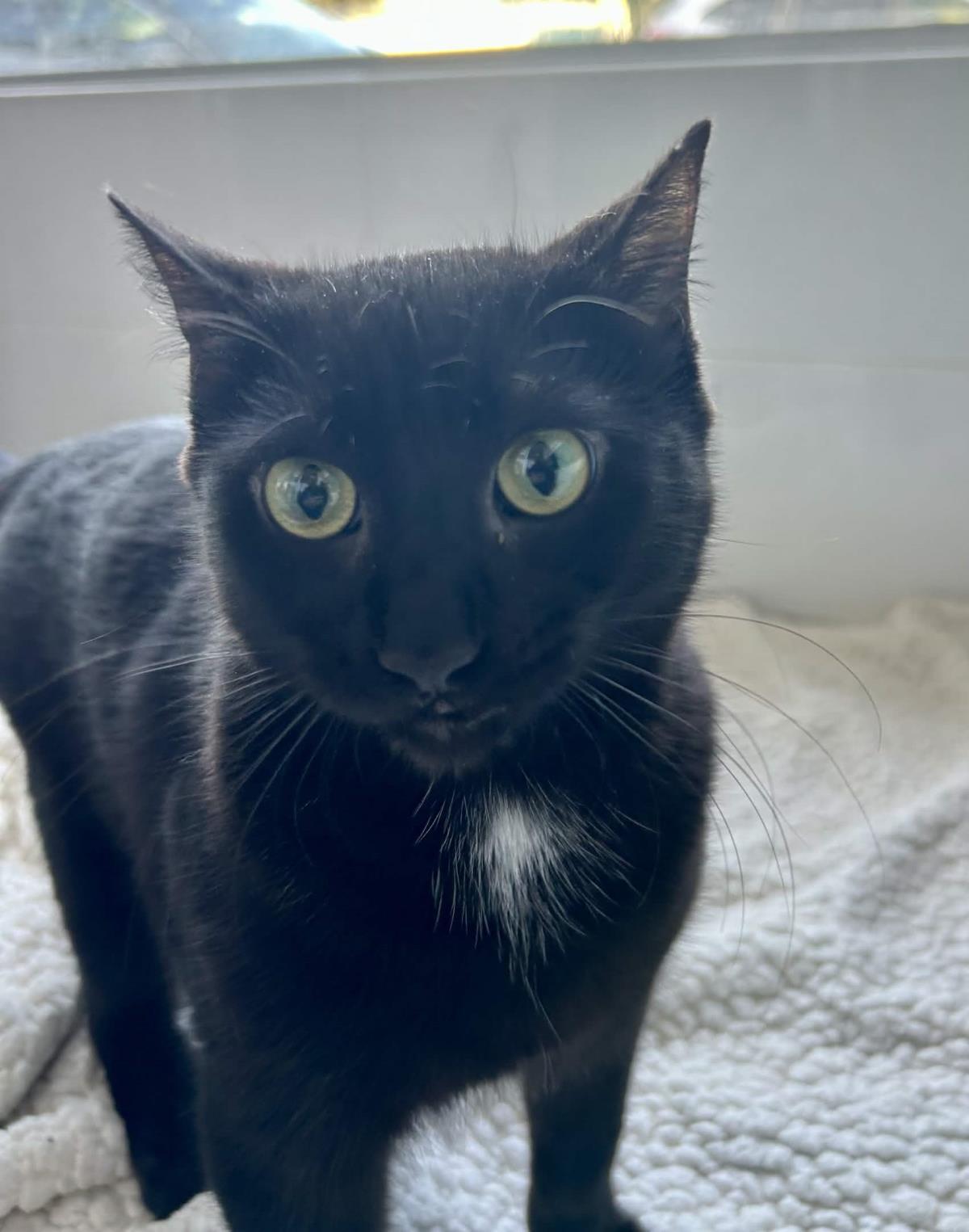 Claude, Adoptable, Young Male Domestic Short Hair.