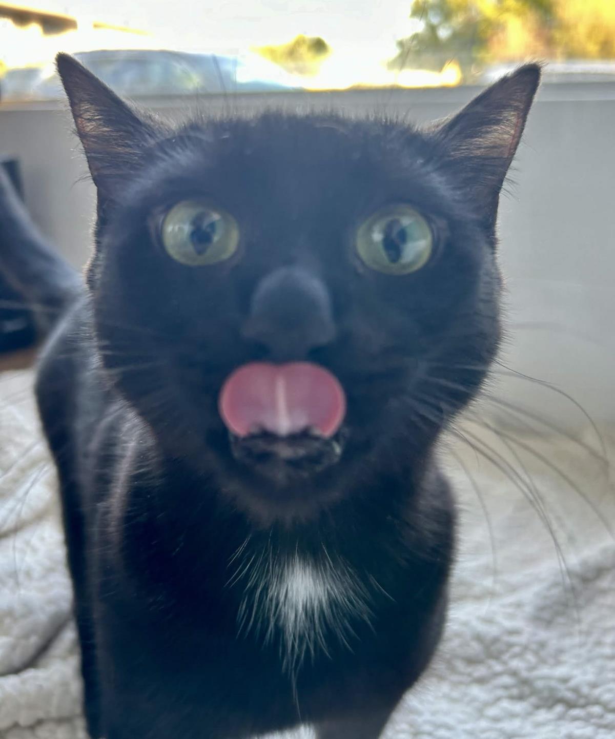 Enlarge Claude, a Adoptable Domestic Short Hair in La Jolla, CA image 2/3