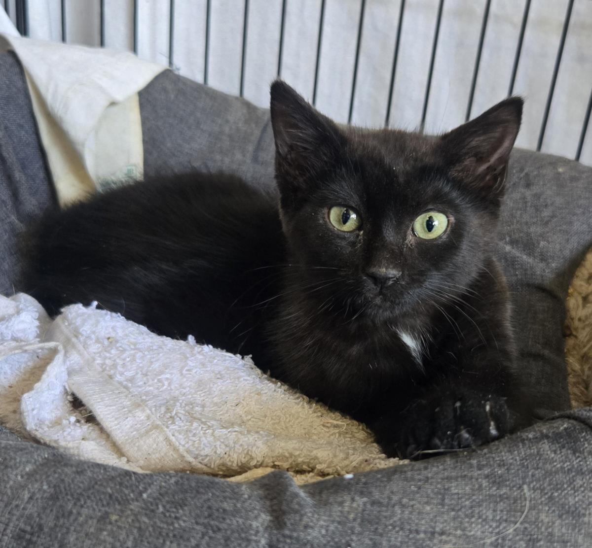 Claude, Adoptable, Young Male Domestic Short Hair.