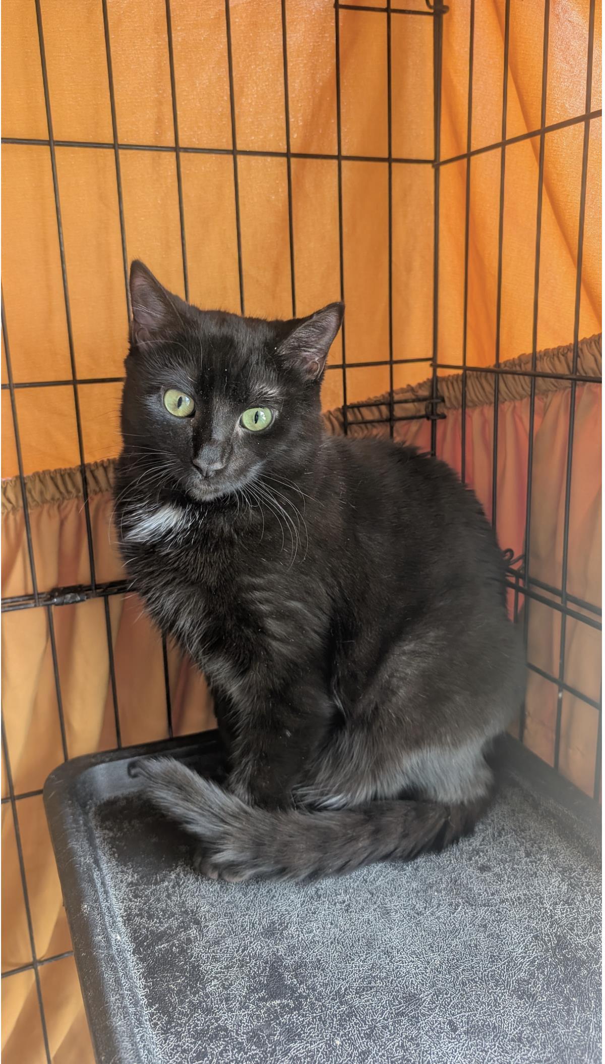 Enlarge Claude, a Adoptable Domestic Short Hair in La Jolla, CA image 1/1