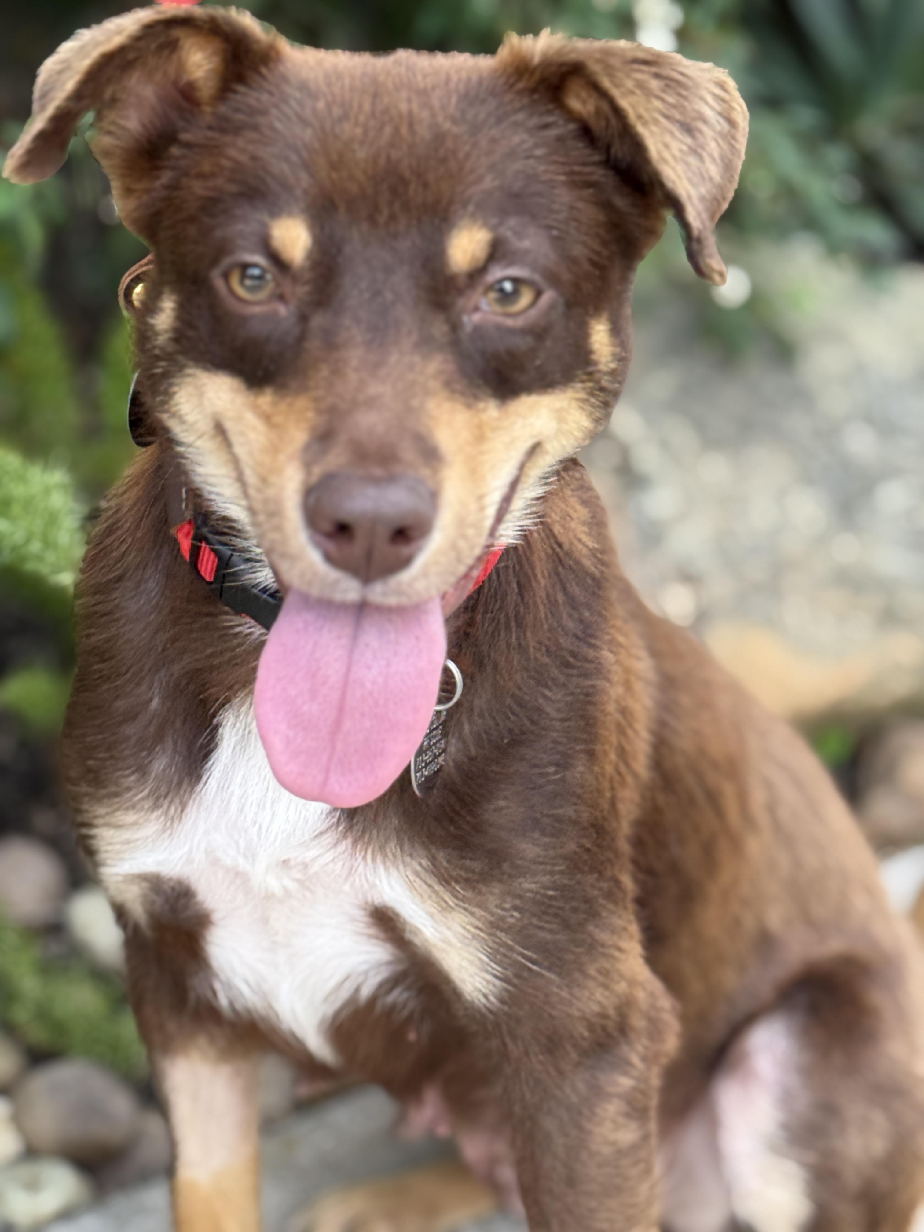 Enlarge Darling, a ADOPTABLE mixed breed in Houston, TX image 6/6