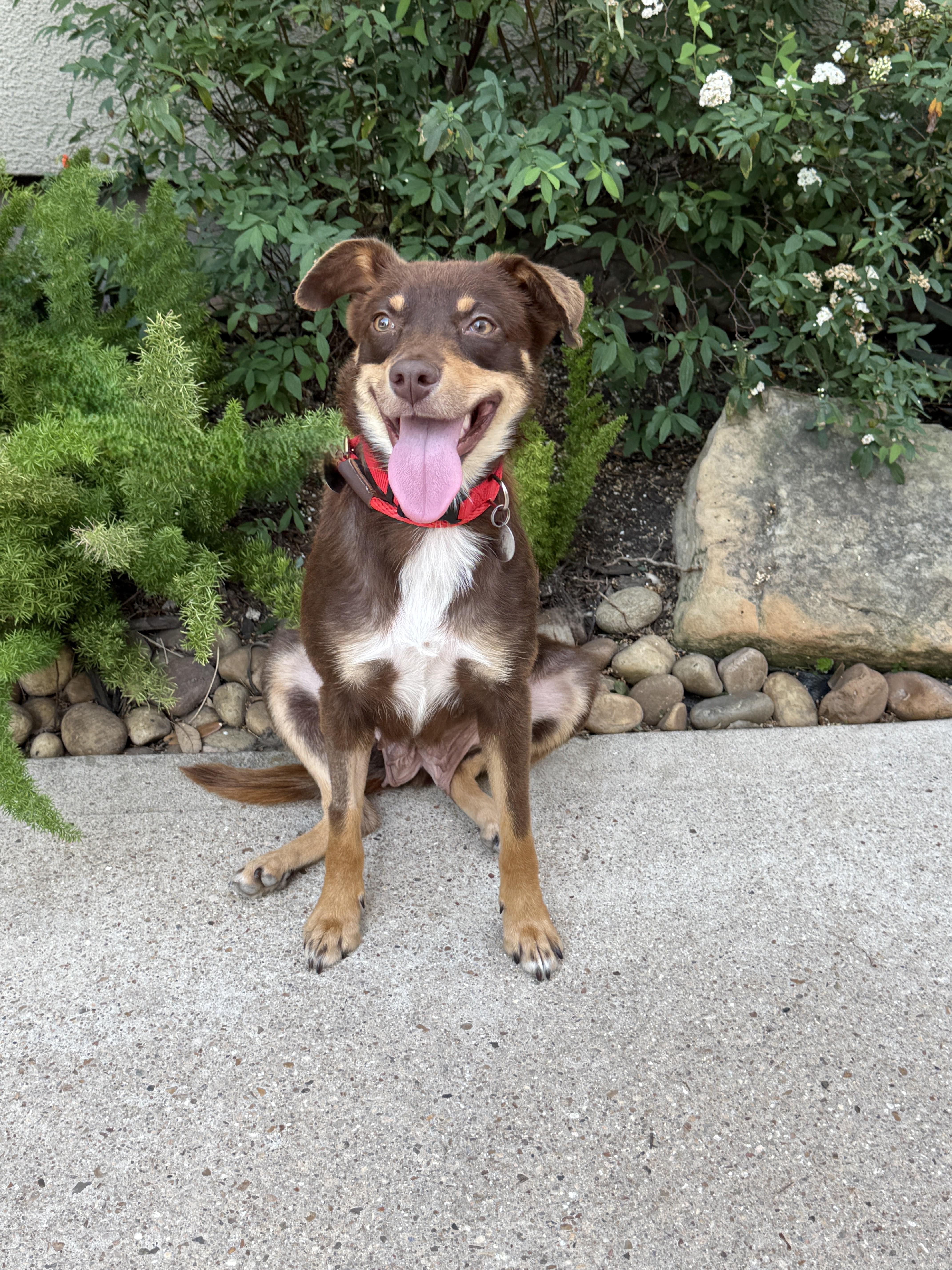 Darling, ADOPTABLE, Adult Female Australian Shepherd.