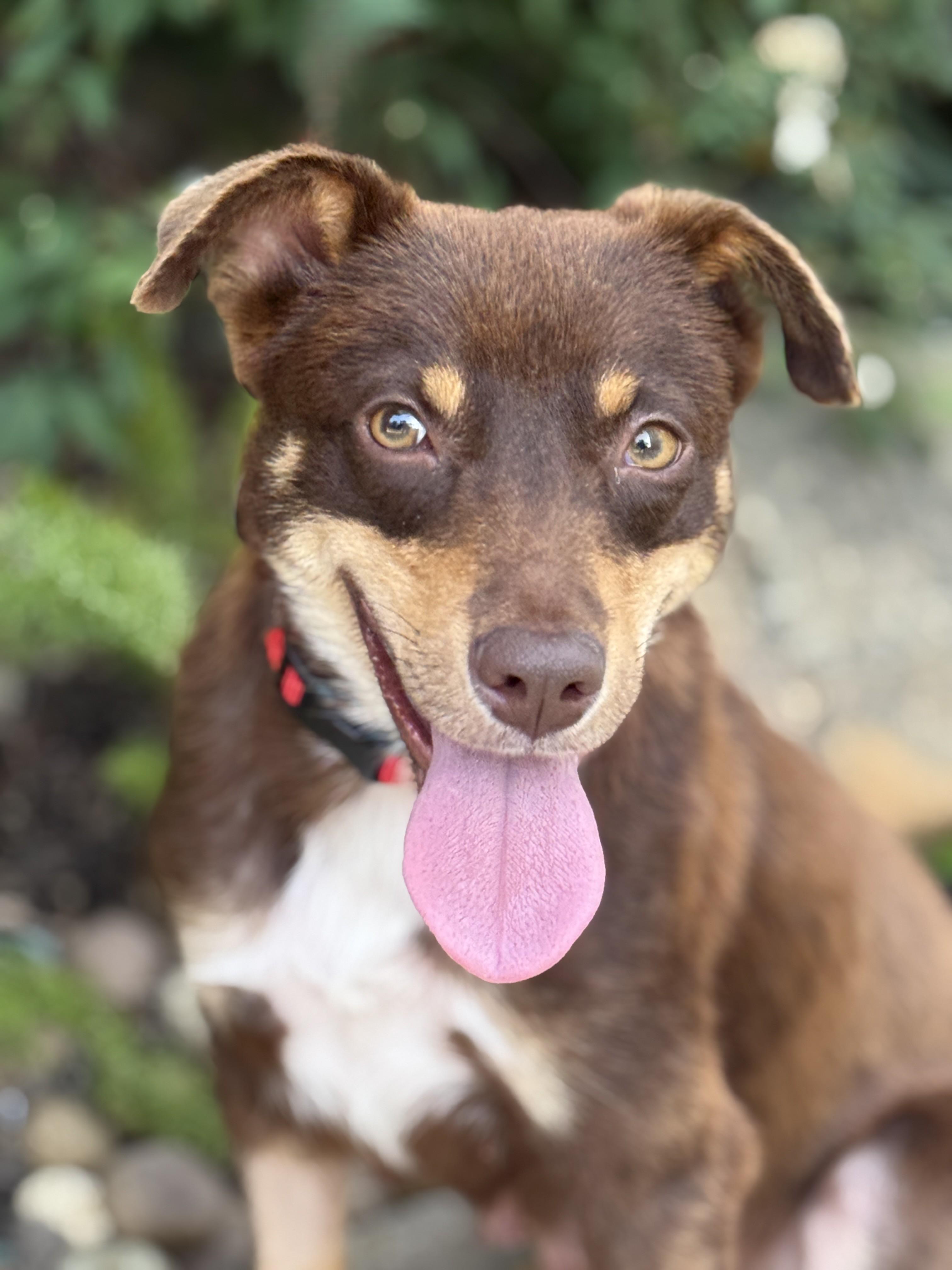 Enlarge Darling, a ADOPTABLE mixed breed in Houston, TX image 3/6