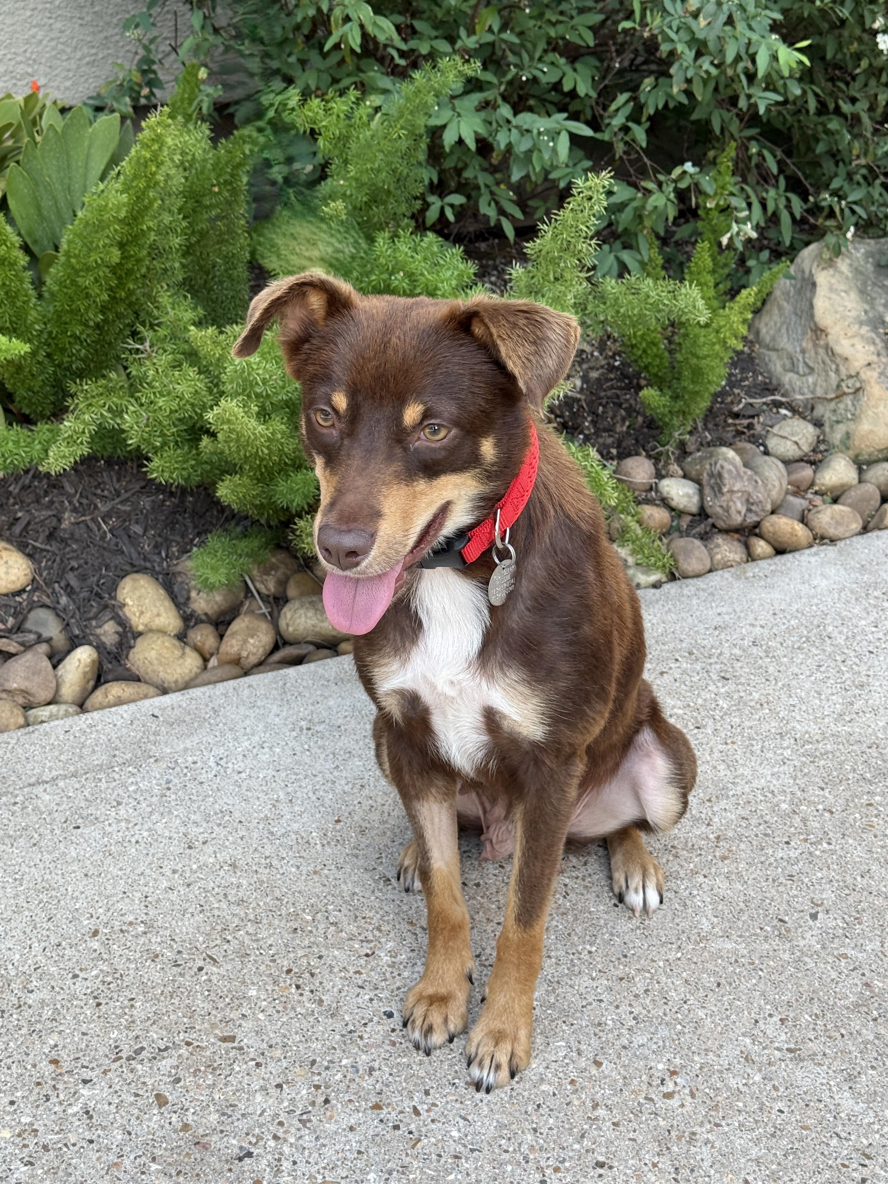 Enlarge Darling, a ADOPTABLE mixed breed in Houston, TX image 5/6