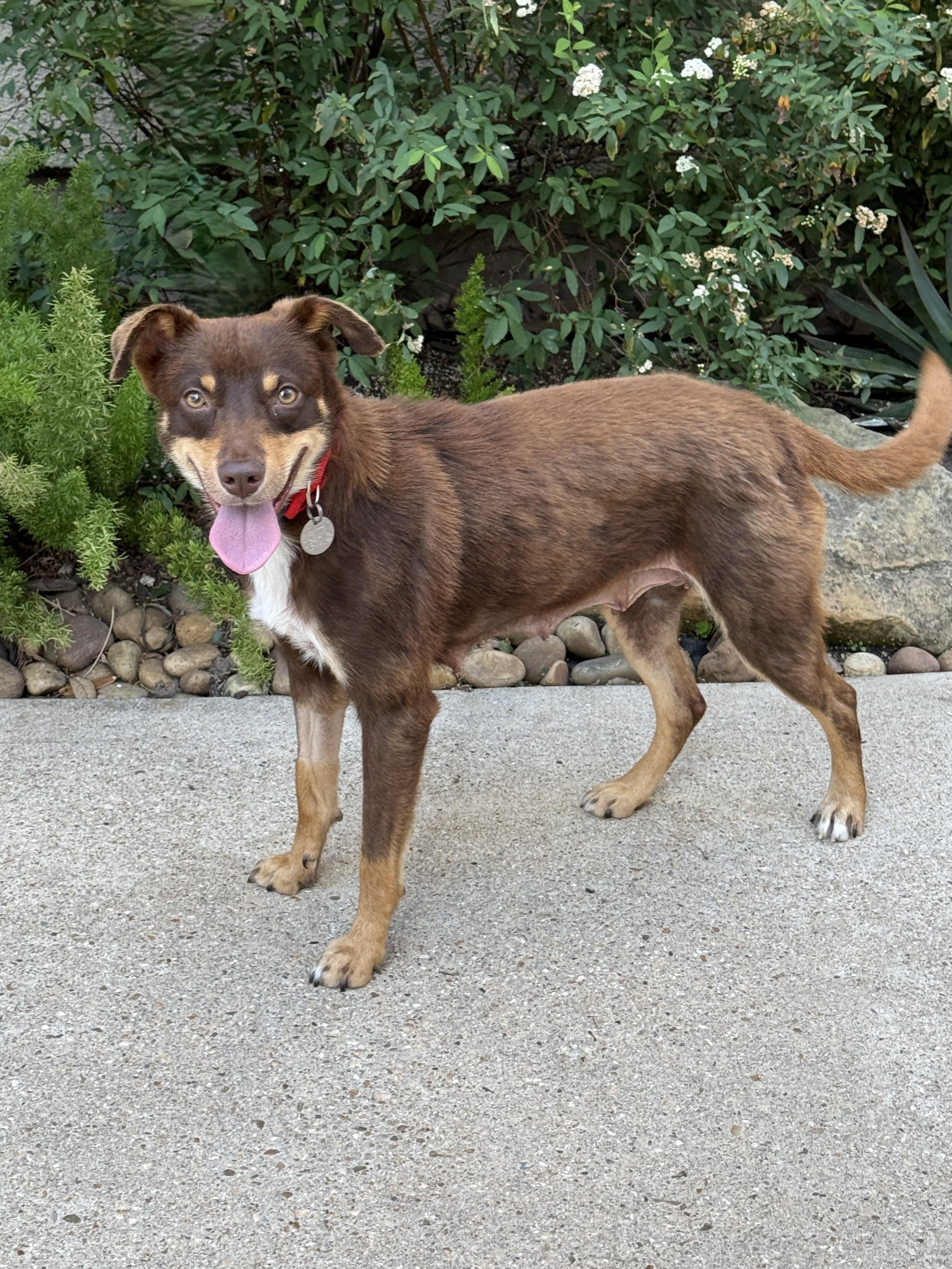 Enlarge Darling, a ADOPTABLE mixed breed in Houston, TX image 4/6