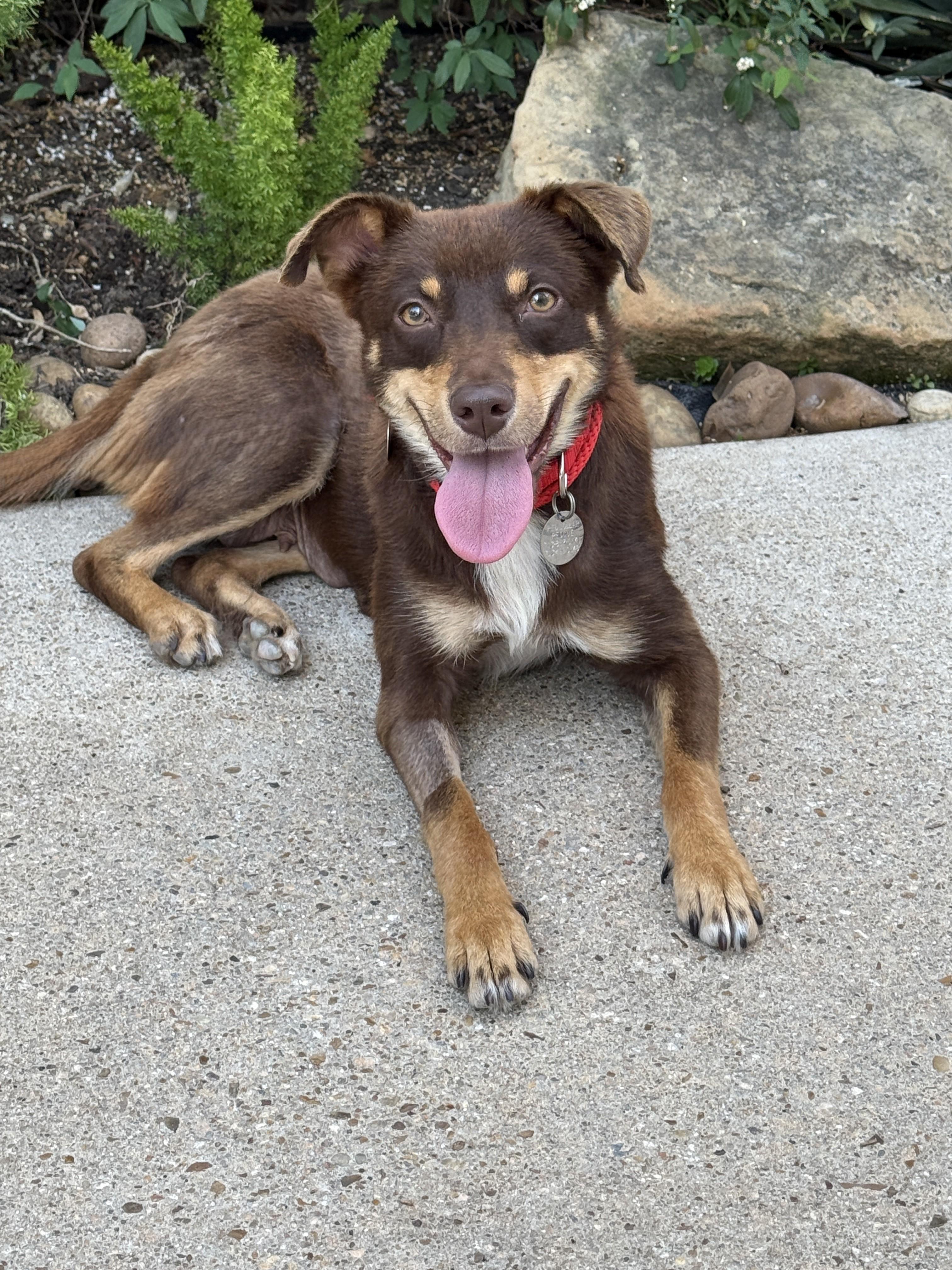 Enlarge Darling, a ADOPTABLE mixed breed in Houston, TX image 2/6