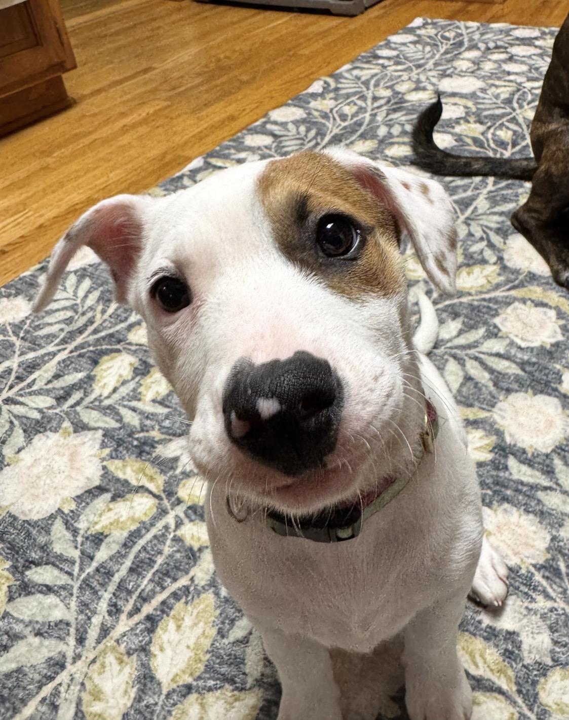 Enlarge Ellie, a Adoptable mixed breed in Minneapolis, MN image 5/6