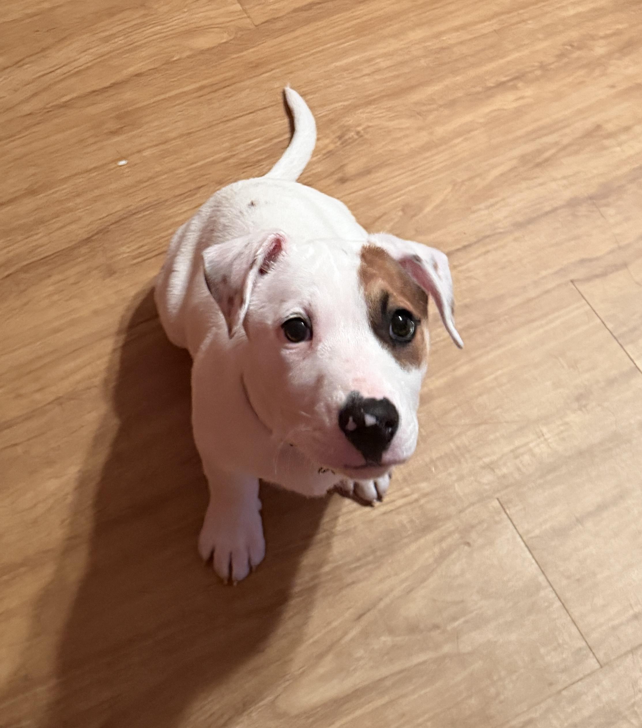 Enlarge Ellie, a Adoptable mixed breed in Minneapolis, MN image 6/6