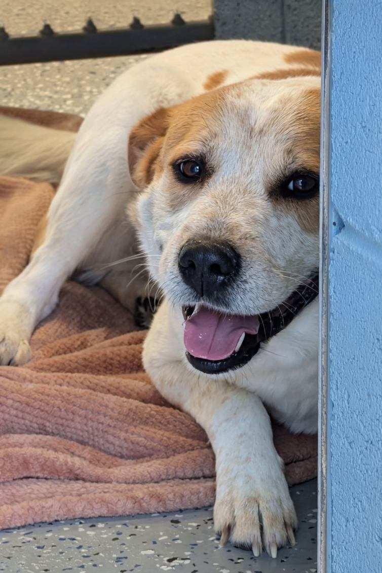 Pal, ADOPTABLE, Adult Male Cattle Dog.