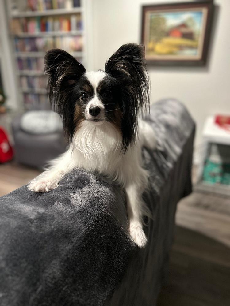 Enlarge Thor, a Adoptable Papillon in Grand Rapids, MI image 1/4