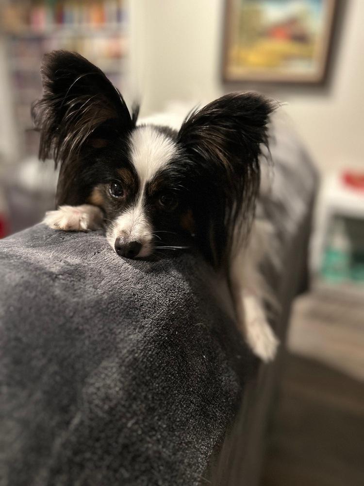 Enlarge Thor, a Adoptable Papillon in Grand Rapids, MI image 2/4