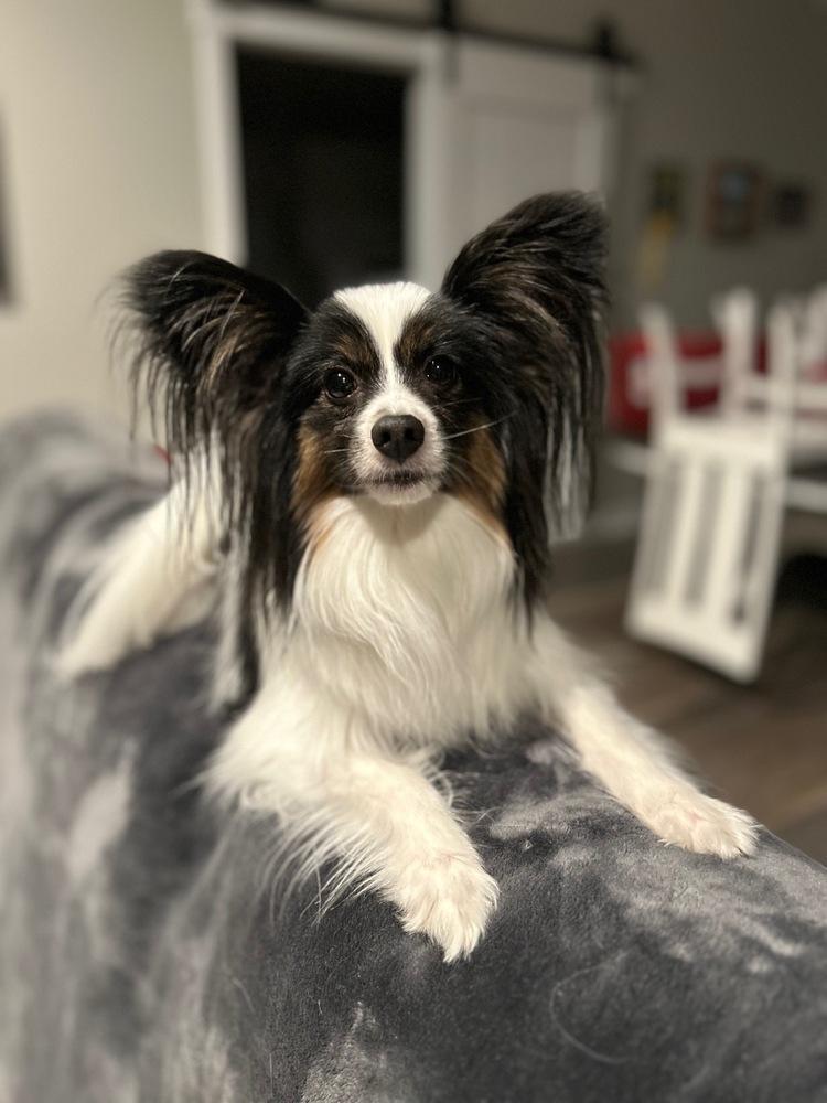 Enlarge Thor, a Adoptable Papillon in Grand Rapids, MI image 4/4