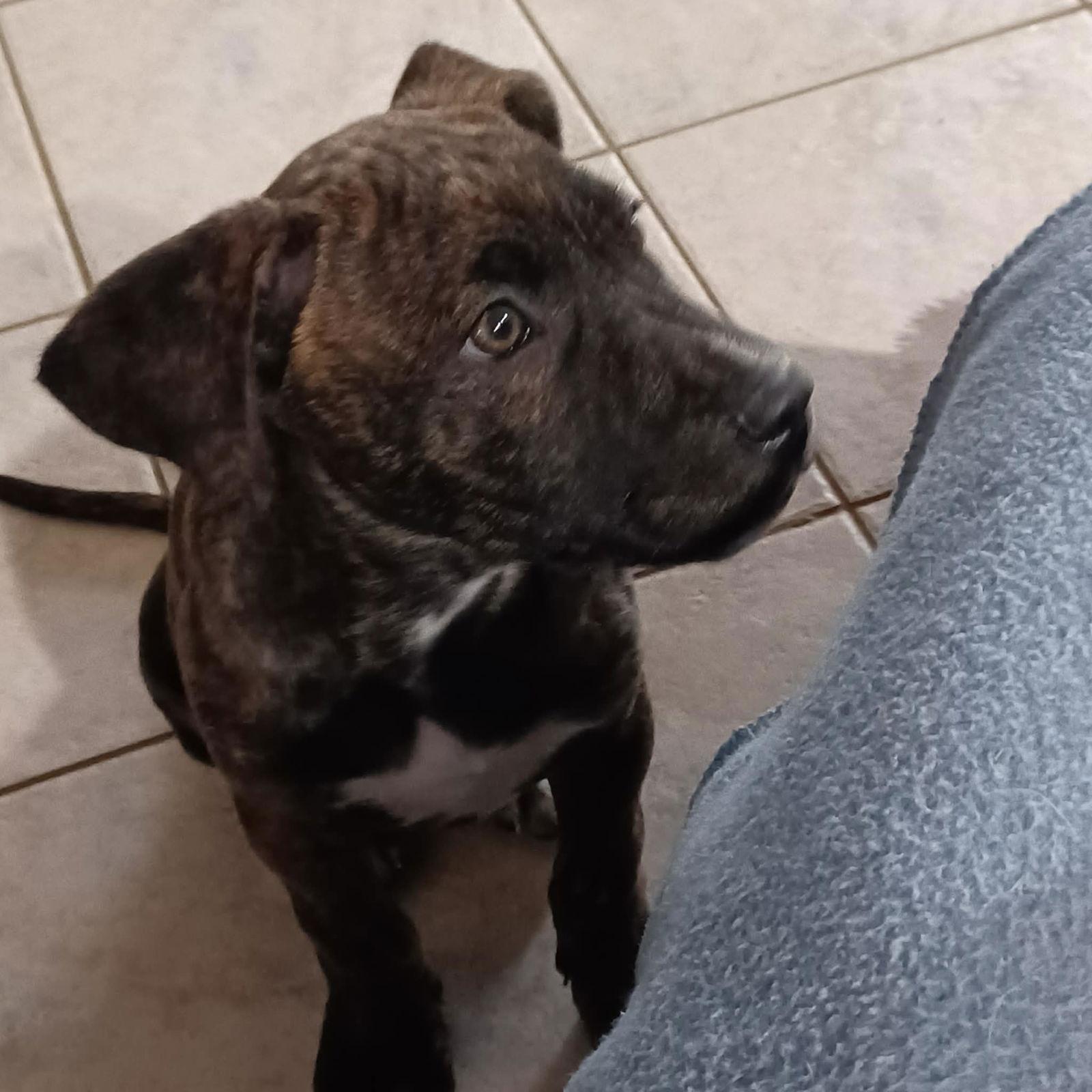 Linus, Adoptable, Puppy Female Great Dane & Cane Corso.