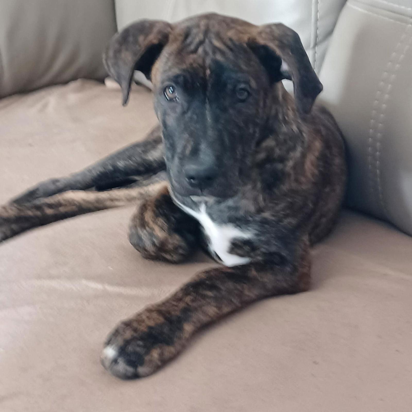 Linus, a Adopted mixed breed in Iron Station, NC image 1/3