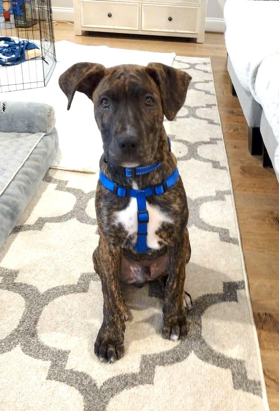 Linus, a Adopted mixed breed in Iron Station, NC image 2/3