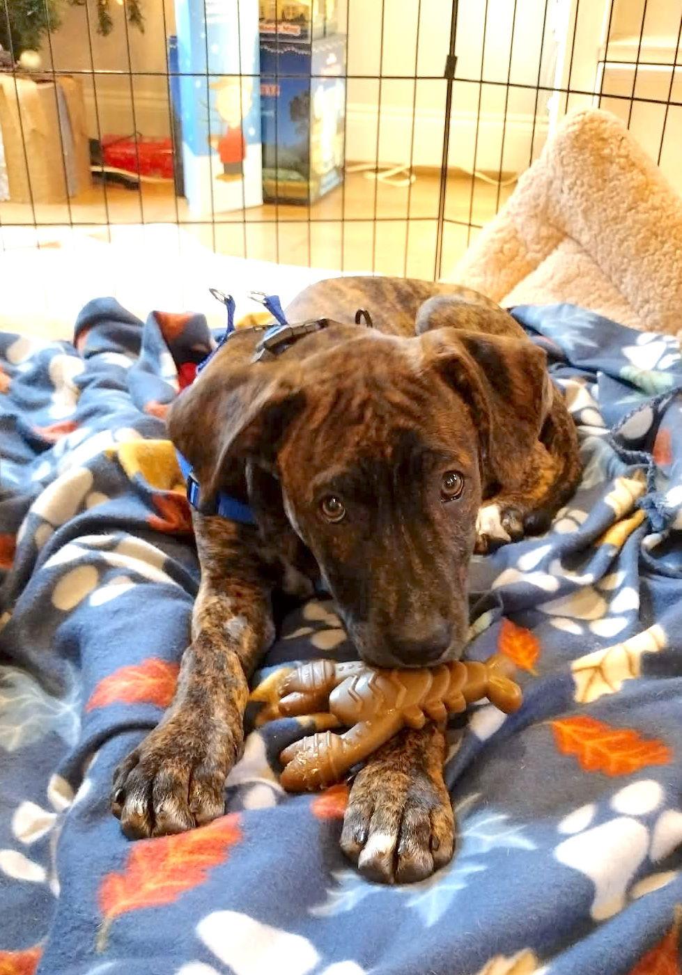 Linus, a Adopted mixed breed in Iron Station, NC image 3/3