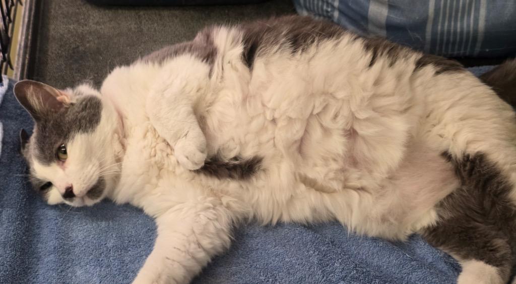 STELLA, Adoptable, Adult Female Domestic Short Hair.