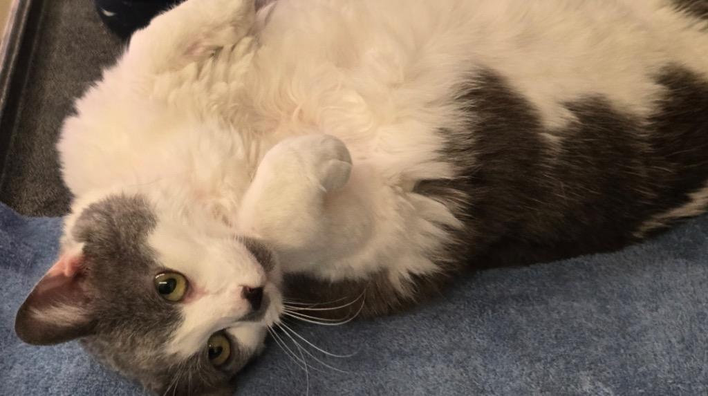 Enlarge STELLA, a Adoptable mixed breed in Muskegon, MI image 5/5