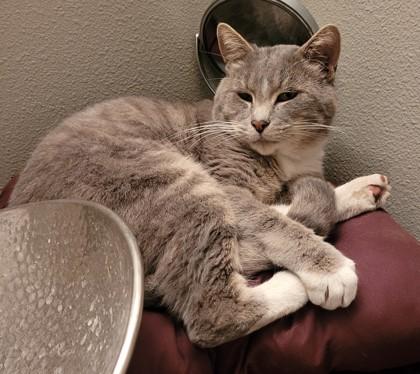 Blue Timber, Adoptable, Adult Male Domestic Short Hair & Domestic Short Hair.