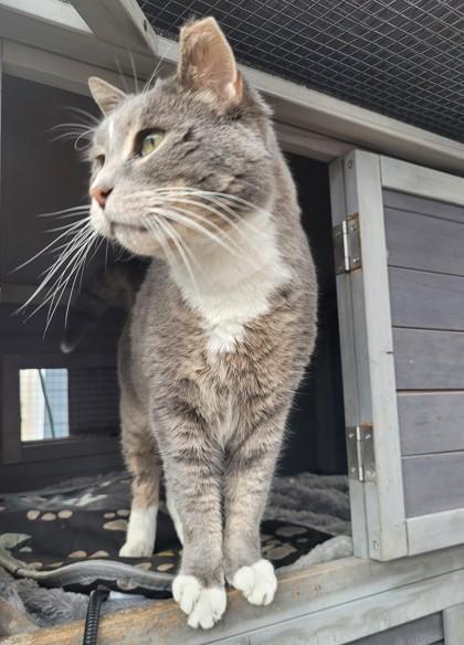 Enlarge Blue Timber, a Adoptable mixed breed in Pendleton, OR image 1/3