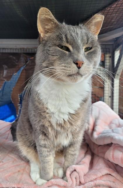 Enlarge Blue Timber, a Adoptable mixed breed in Pendleton, OR image 3/3