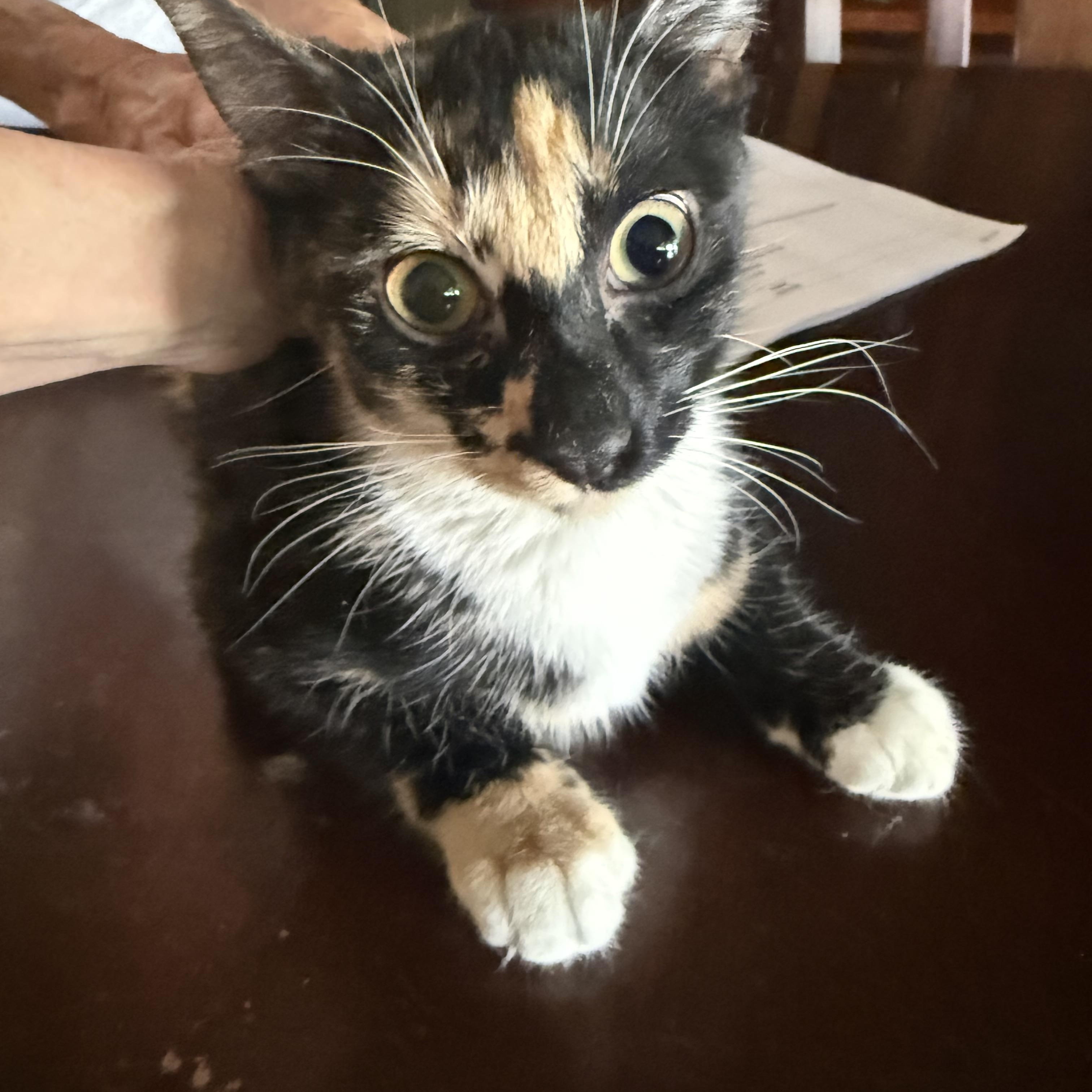Squeaky Tulip, Adoptable, Kitten Female Calico.