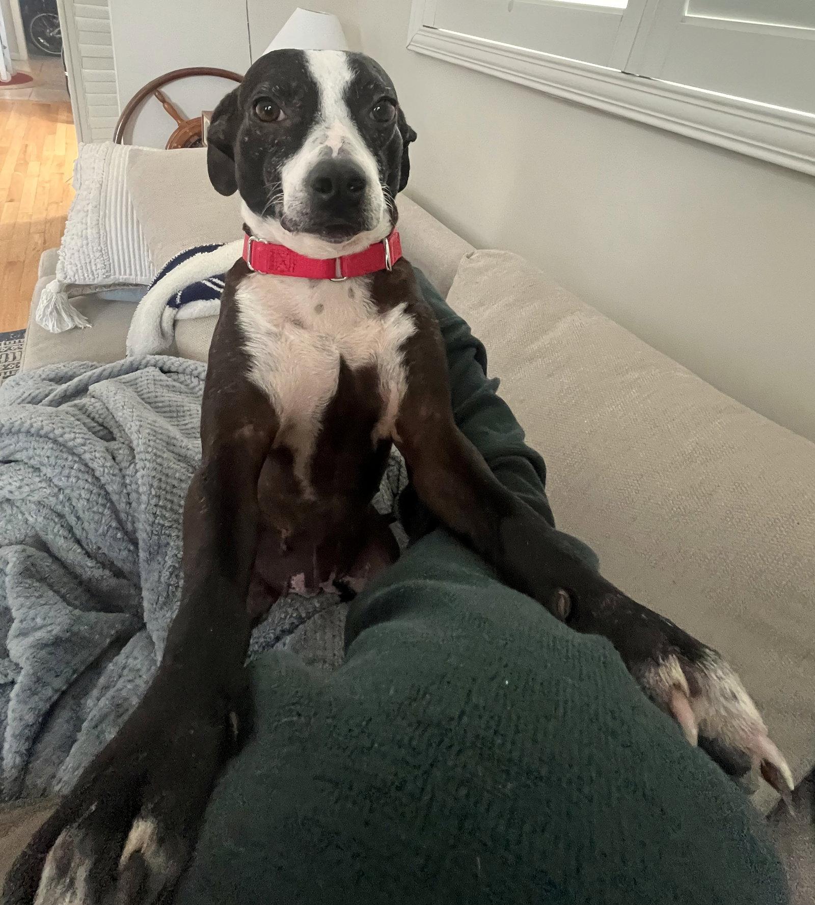 Calista CaliGrace *LOCAL*, Adopted, Adult Female Boston Terrier & Terrier.