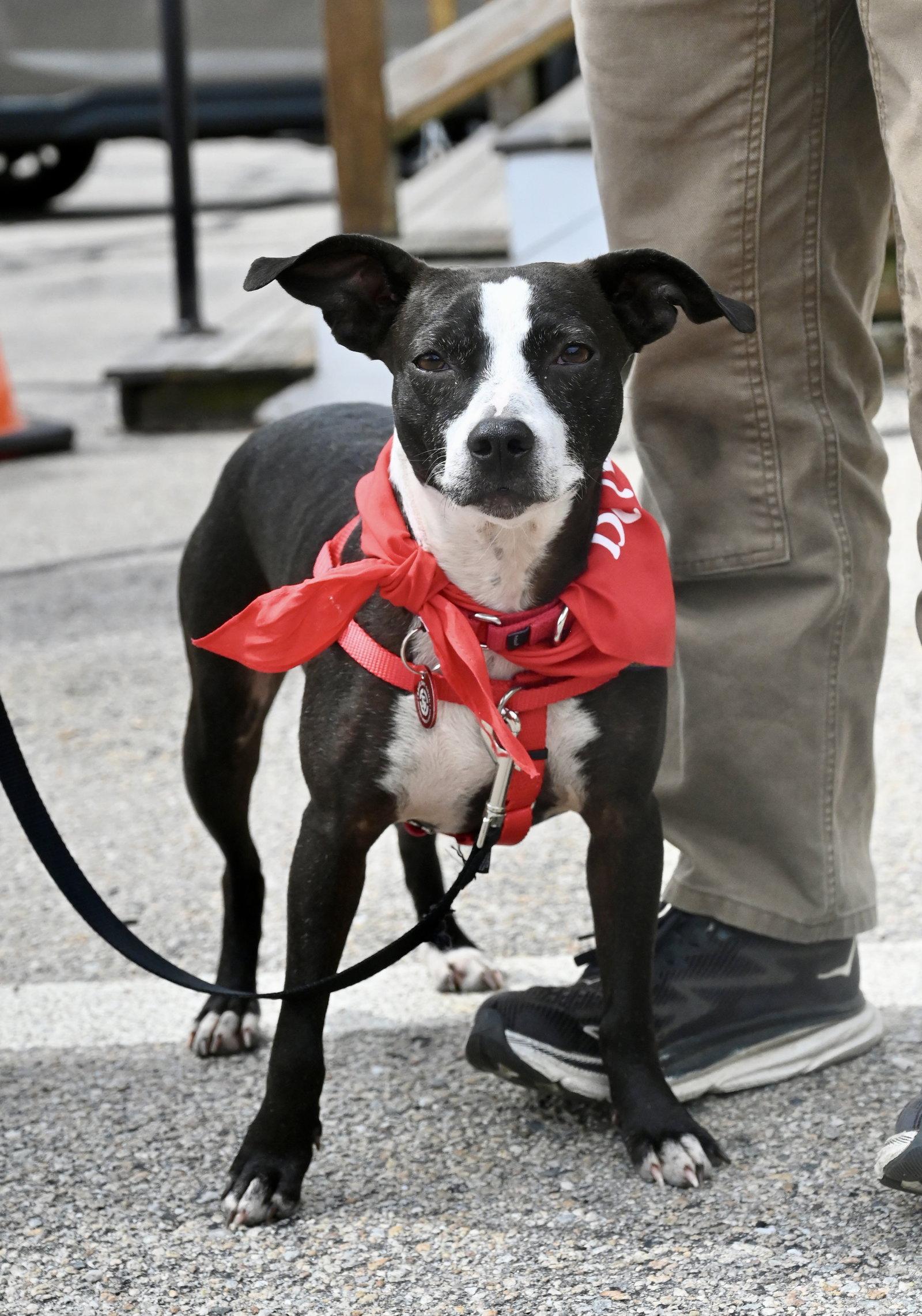 Enlarge Calista CaliGrace *LOCAL*, a Adopted mixed breed in Wakefield, RI image 2/3
