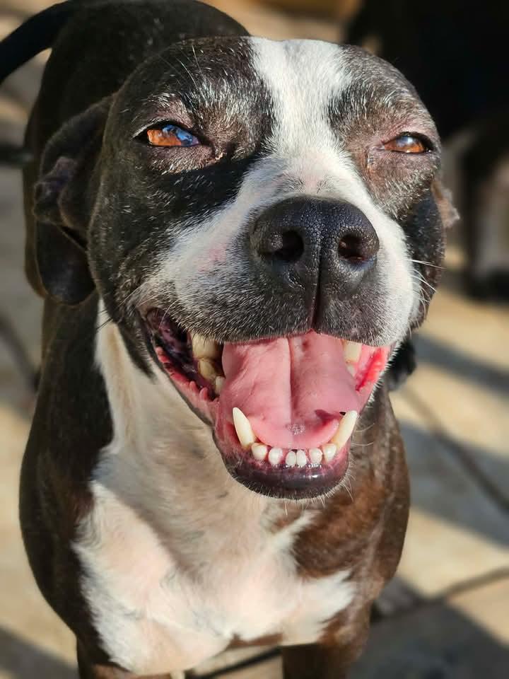Enlarge Calista CaliGrace *LOCAL*, a Adopted mixed breed in Wakefield, RI image 3/3