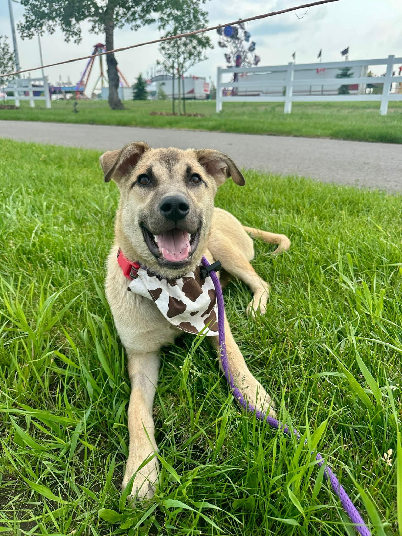 Enlarge Goldie, a Adoptable Mixed Breed in Clive, AB image 1/5