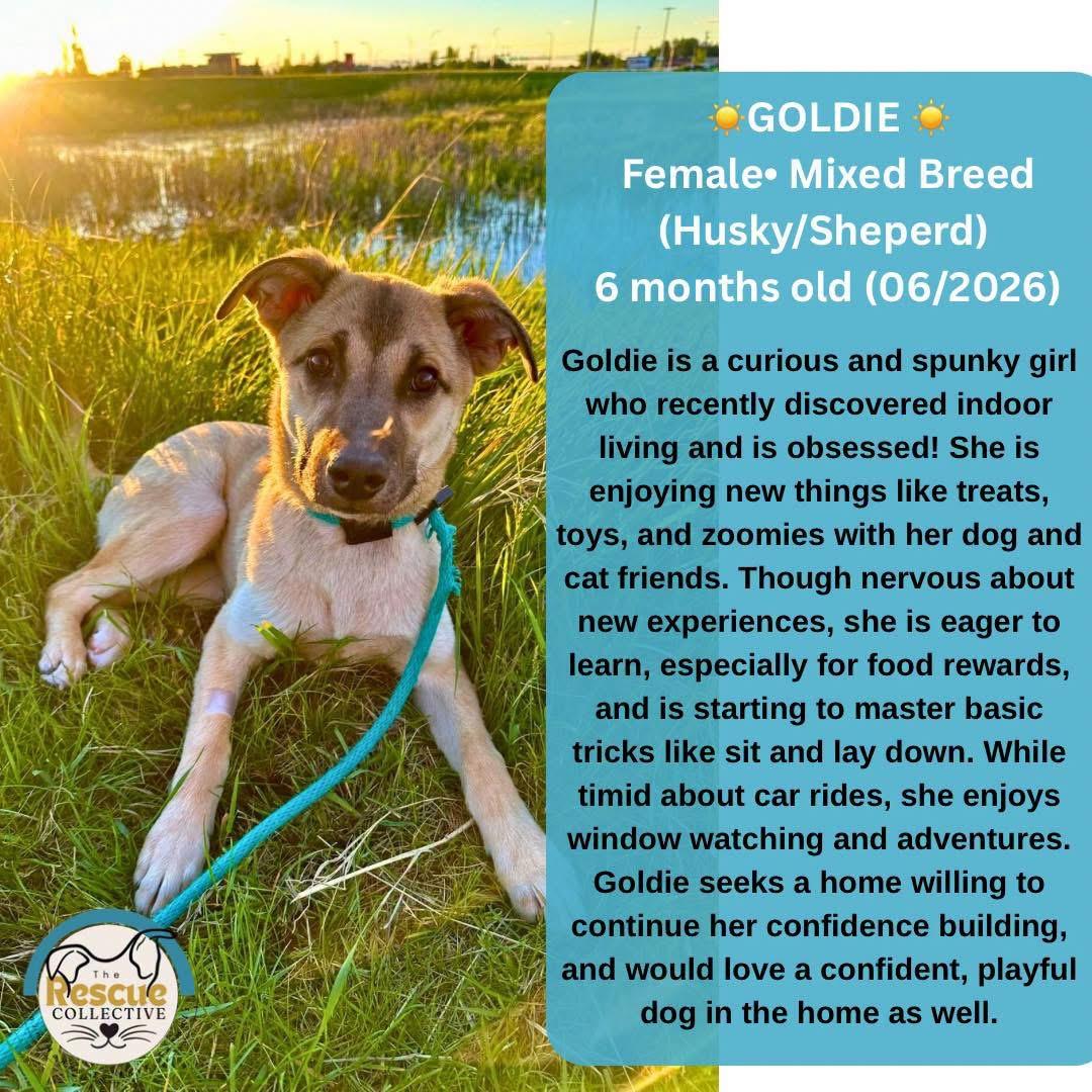 Goldie, ADOPTABLE, Young Female Mixed Breed.