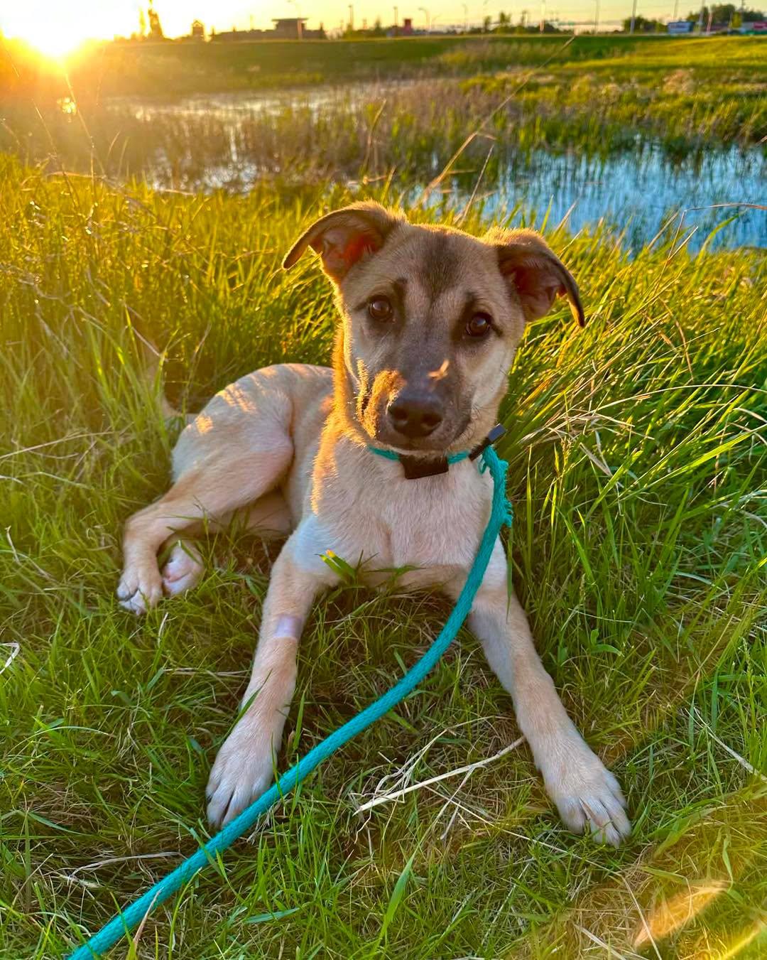 Enlarge Goldie, a Adoptable Mixed Breed in Clive, AB image 4/5