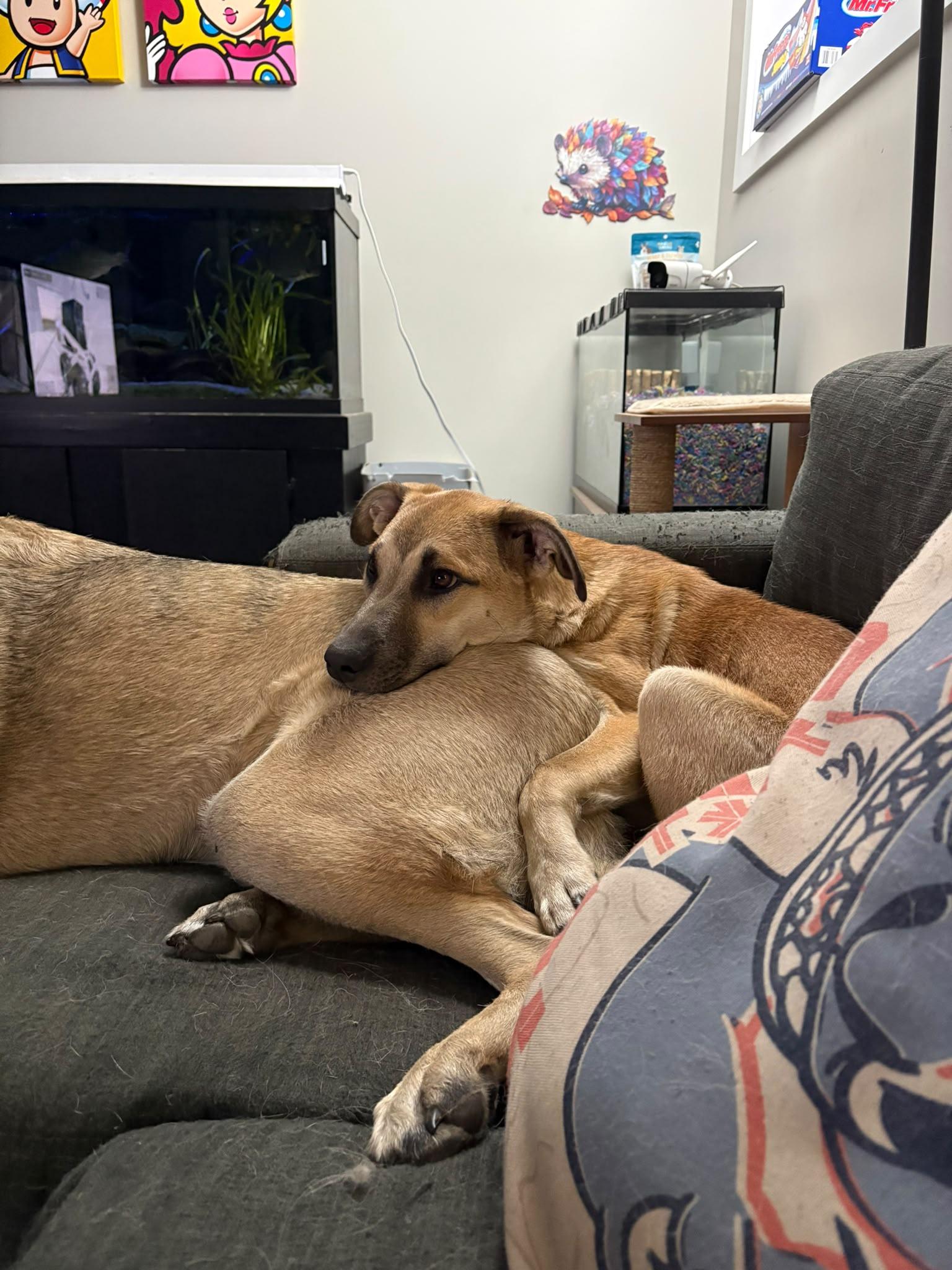 Enlarge Goldie, a Adoptable Mixed Breed in Clive, AB image 3/5
