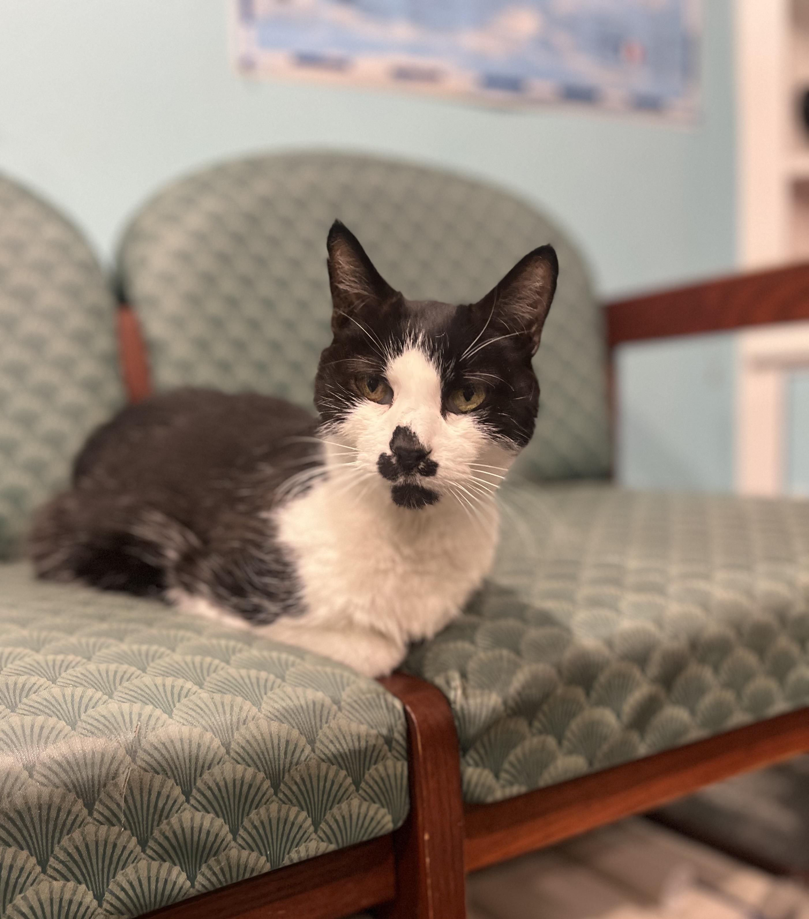 LazyBones, Adopted, Senior Male Domestic Short Hair.