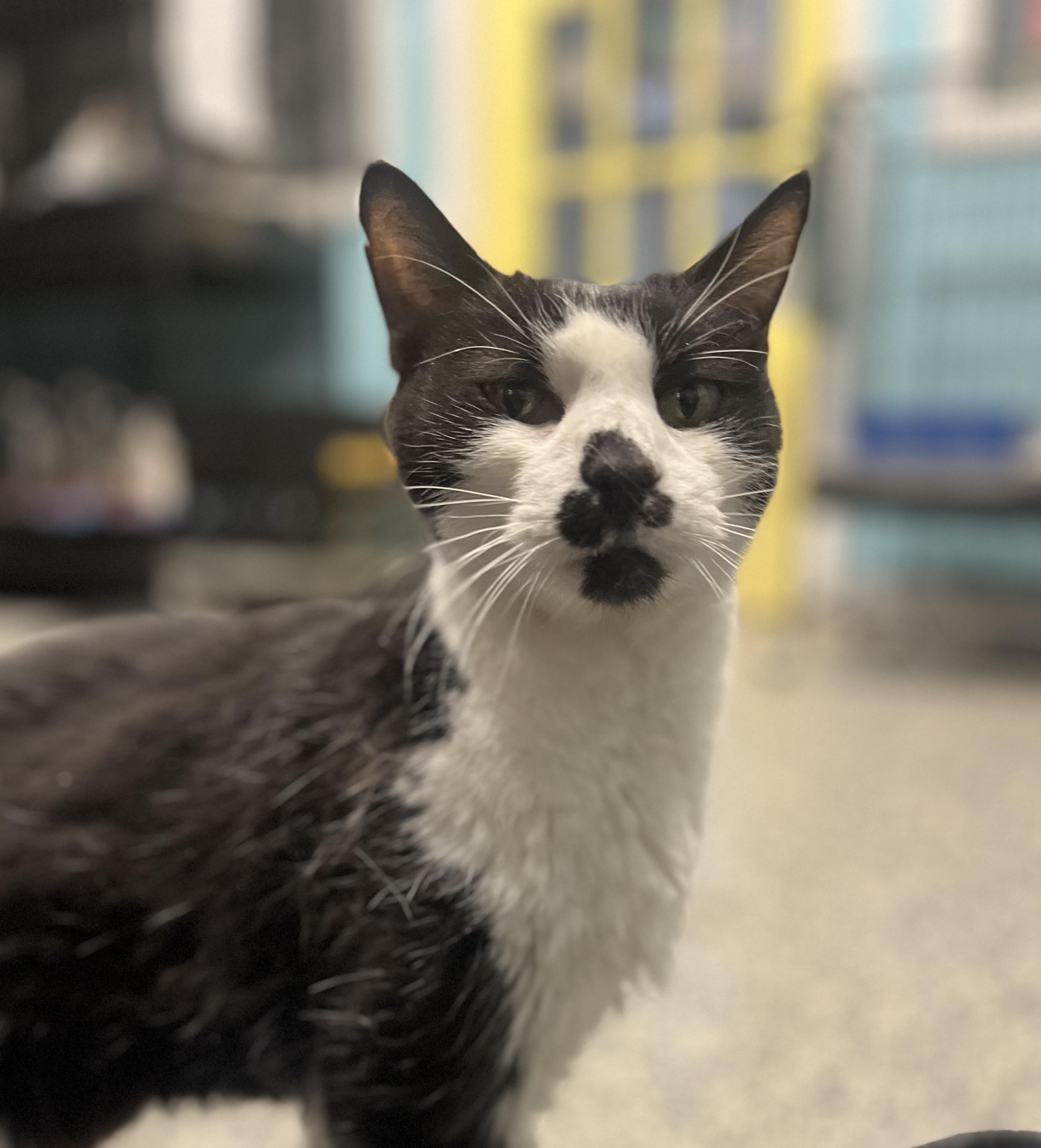Enlarge LazyBones, a Adopted Domestic Short Hair in Blackstone, MA image 3/6