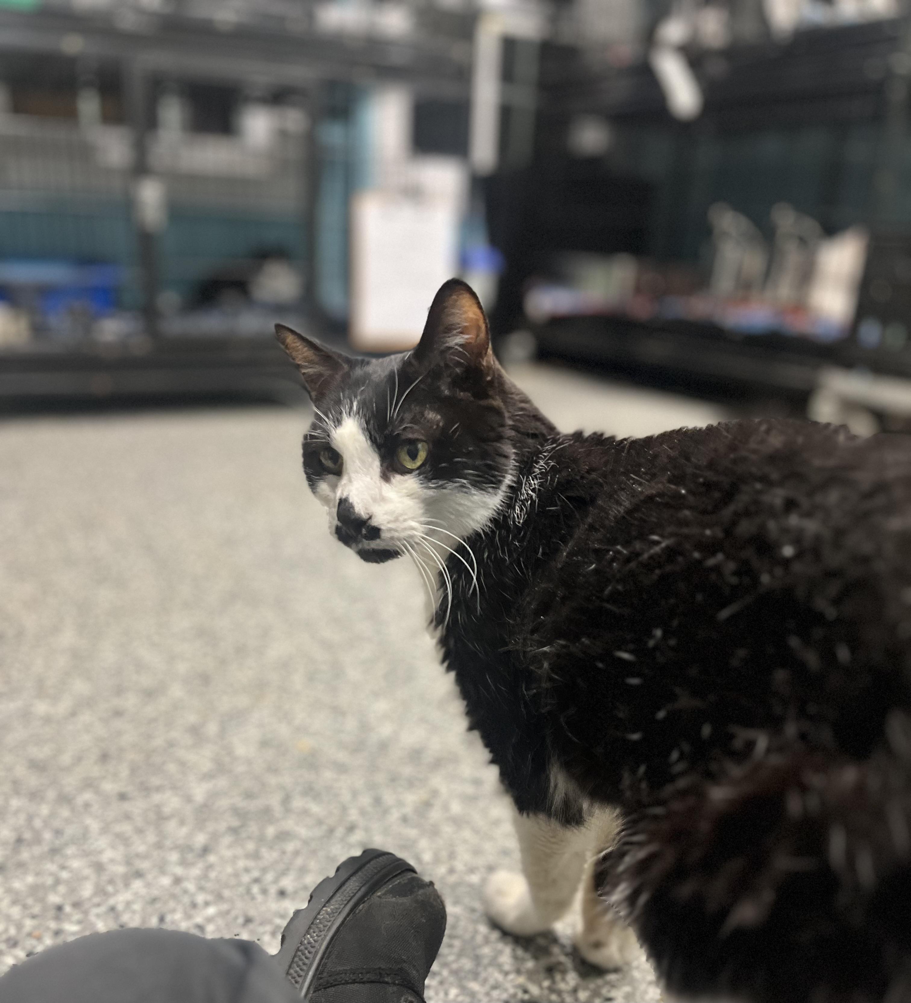 Enlarge LazyBones, a Adopted Domestic Short Hair in Blackstone, MA image 5/6