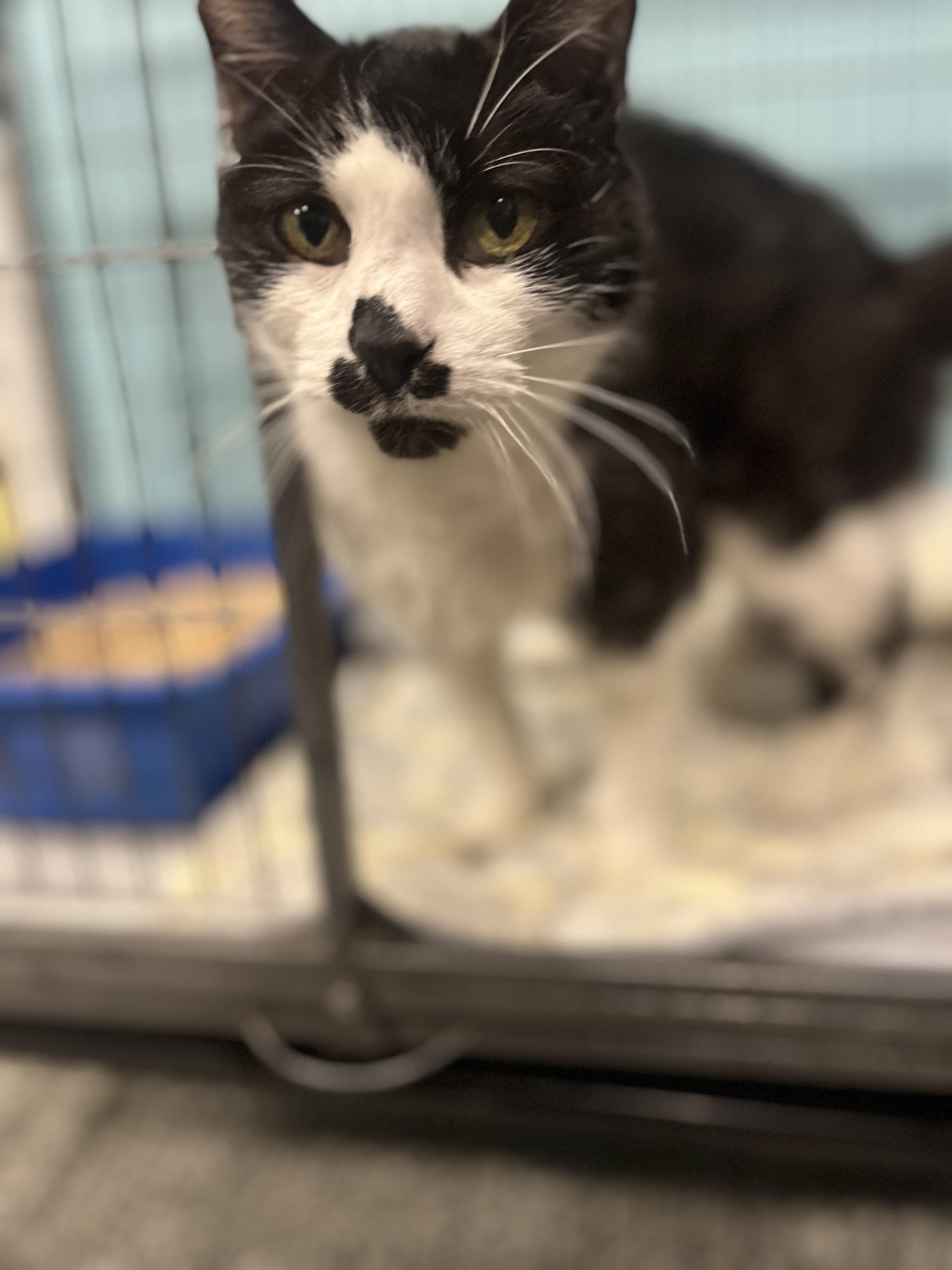Enlarge LazyBones, a Adopted Domestic Short Hair in Blackstone, MA image 4/6